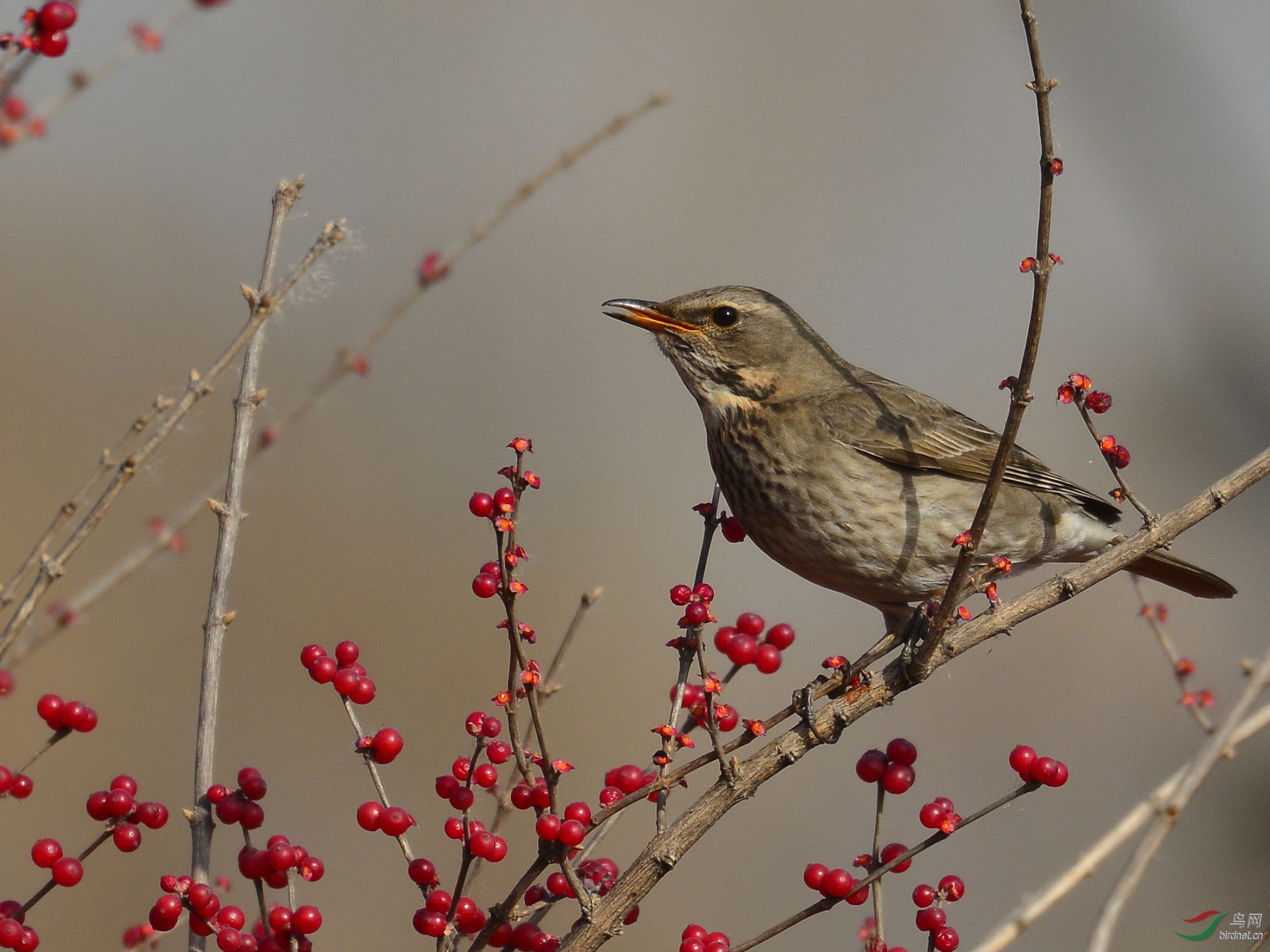 ������Ӱ 514����.jpg