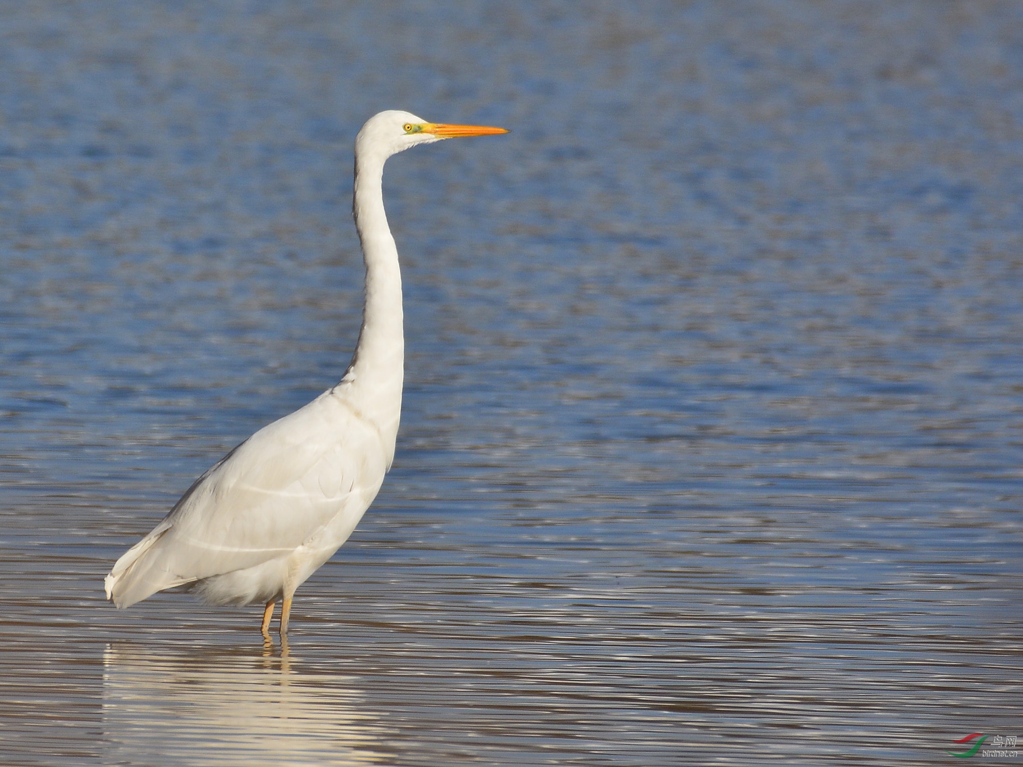 ������Ӱ 2231����.jpg