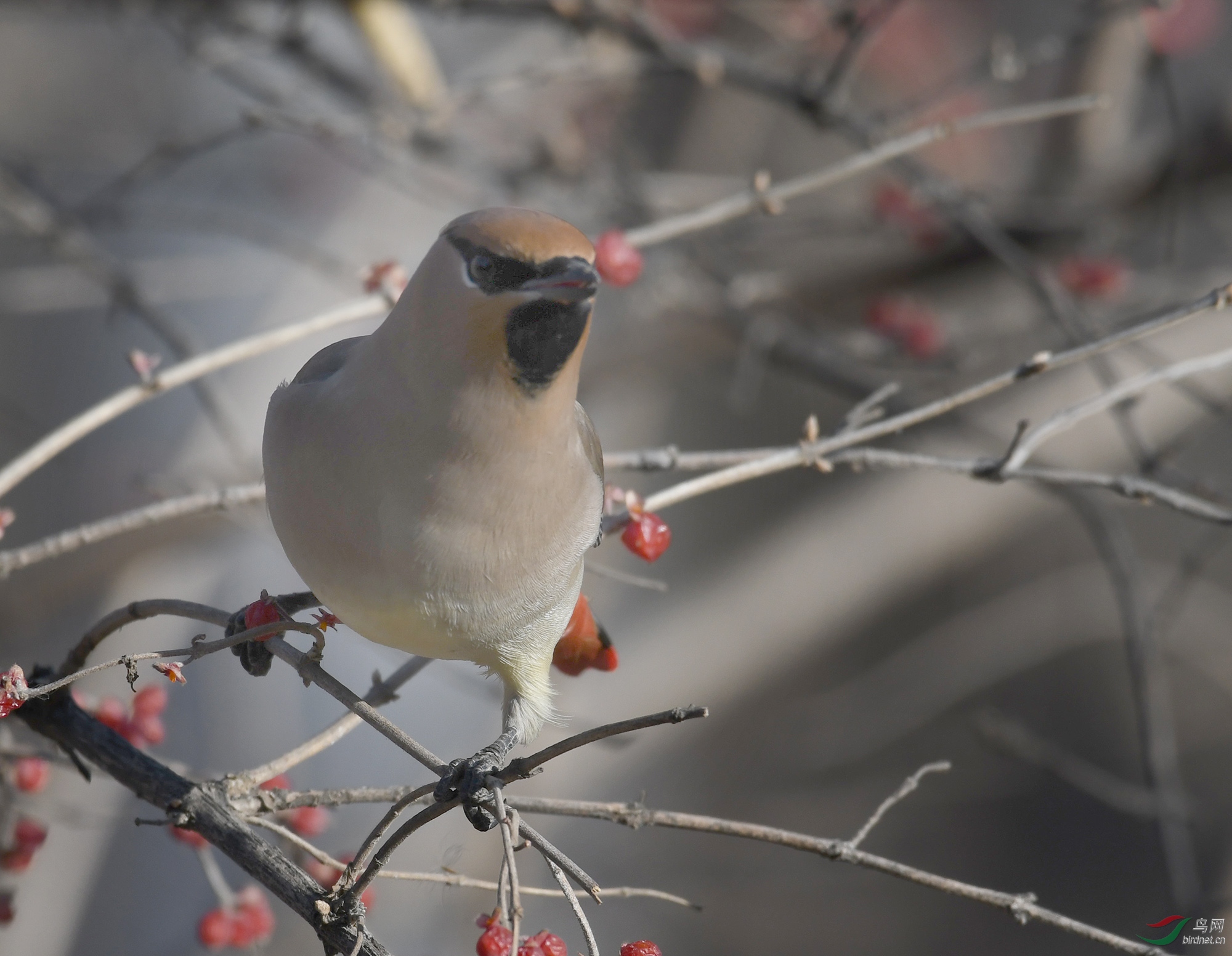 ������Ӱ 1662����.jpg