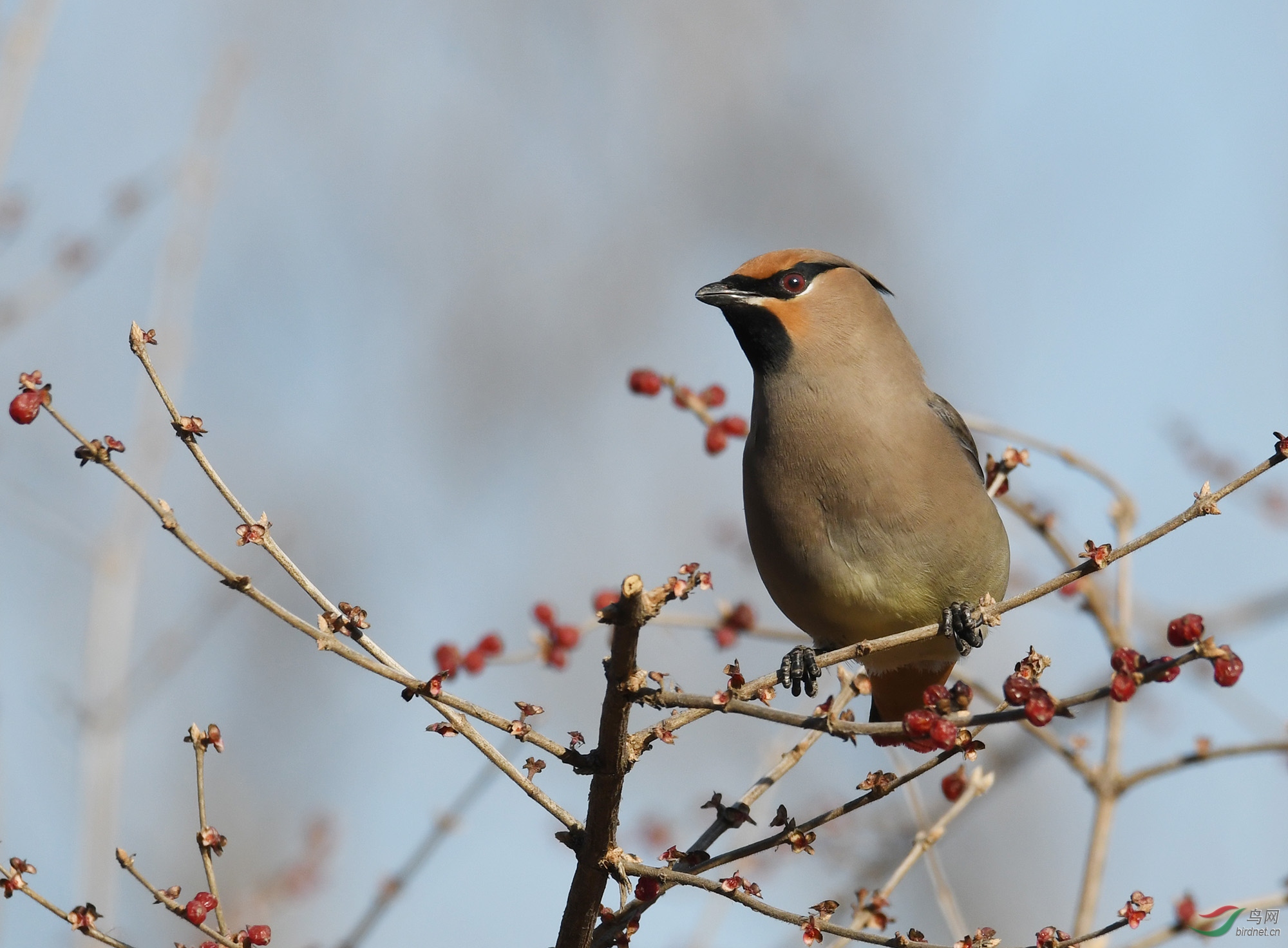 ������Ӱ 1912����.jpg