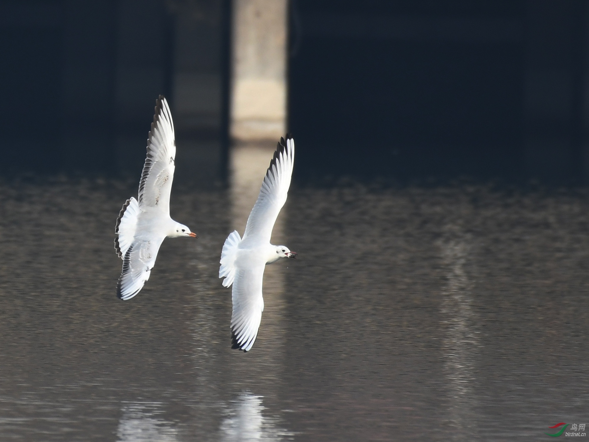 ������Ӱ 1299����.jpg