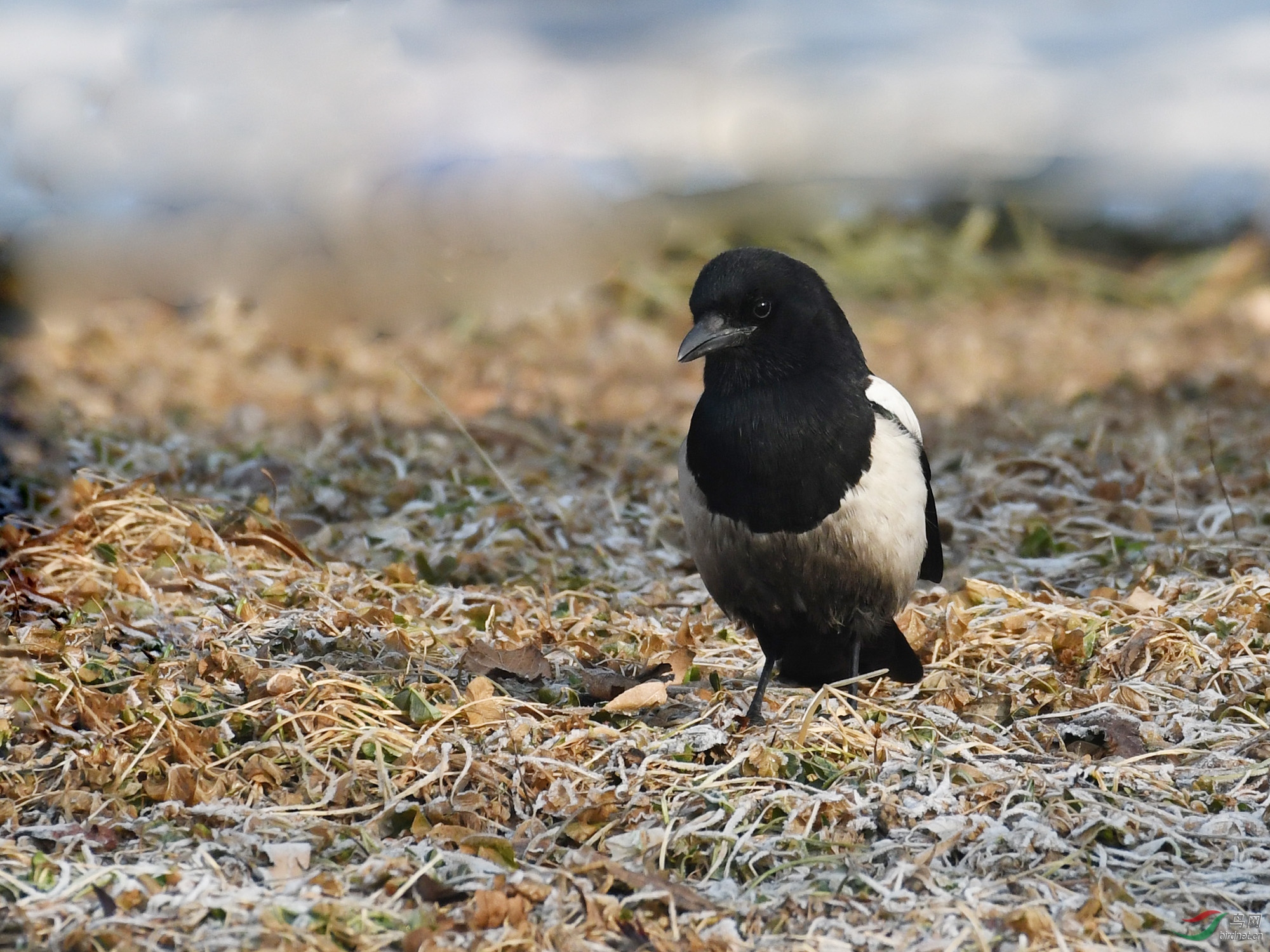 ������Ӱ 275����.jpg