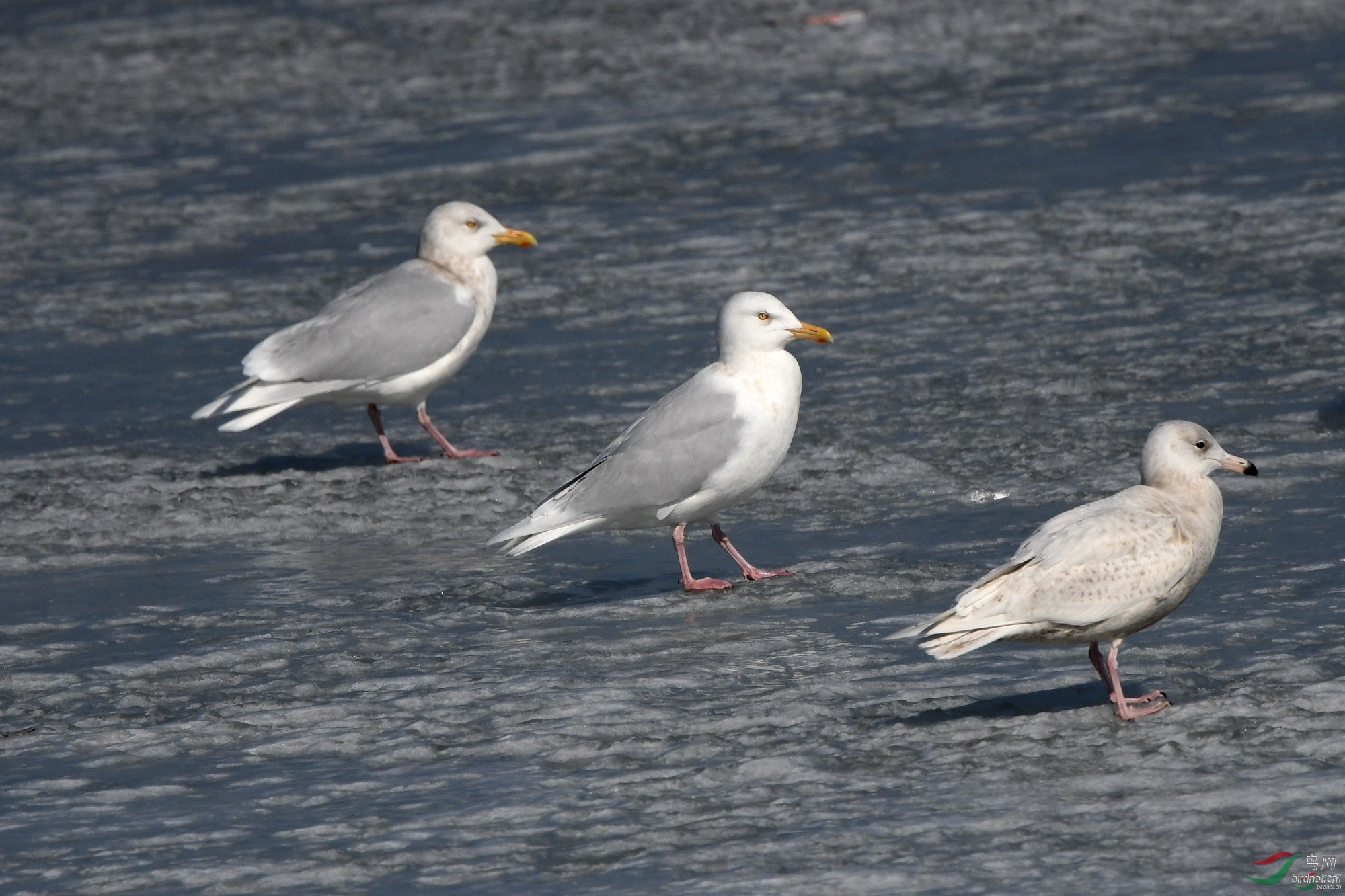 ��������  ��ʦ�����ڼ���ʡ�ӱ߳�����������500.jpg