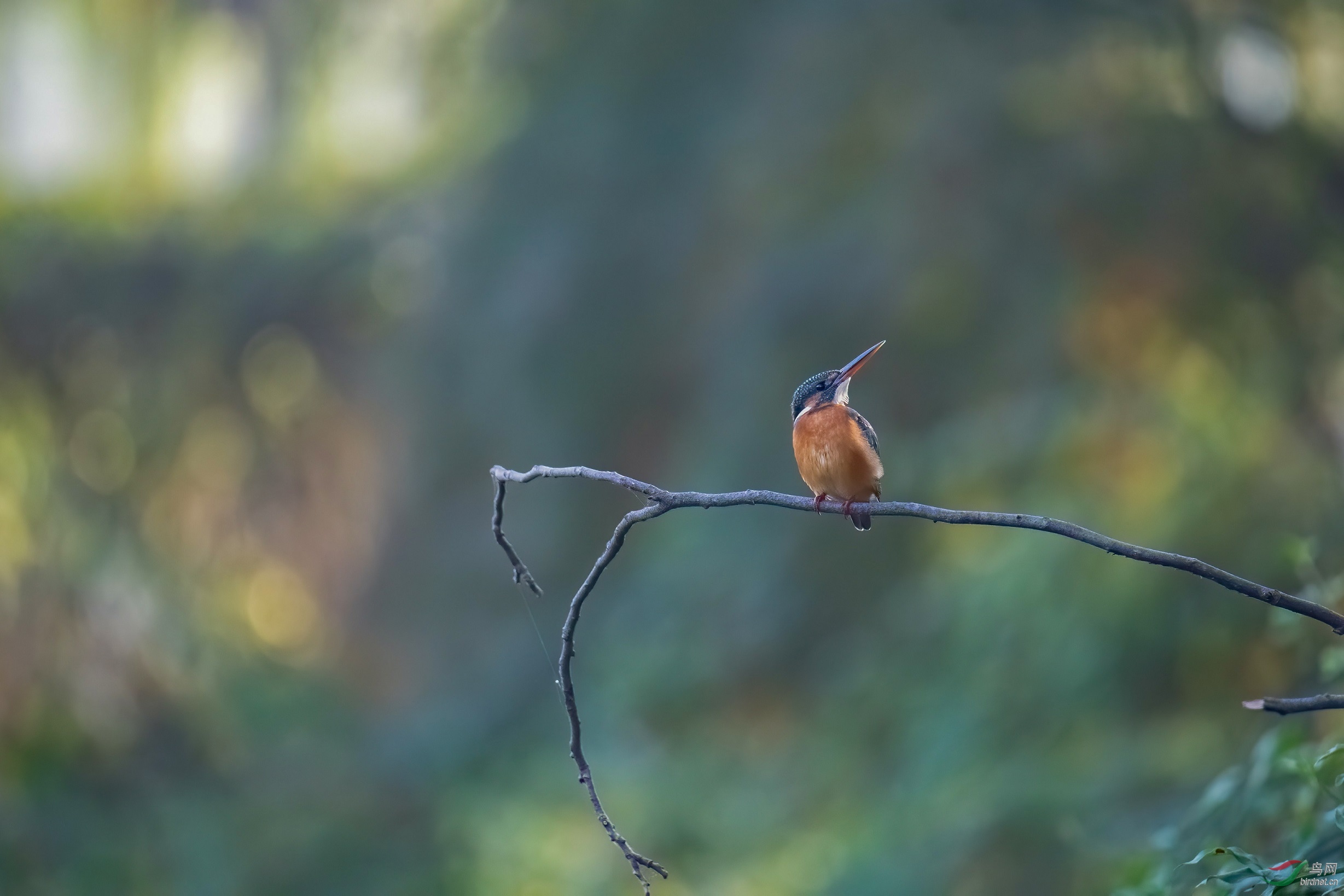 17.8��iso12800����ѷɫ