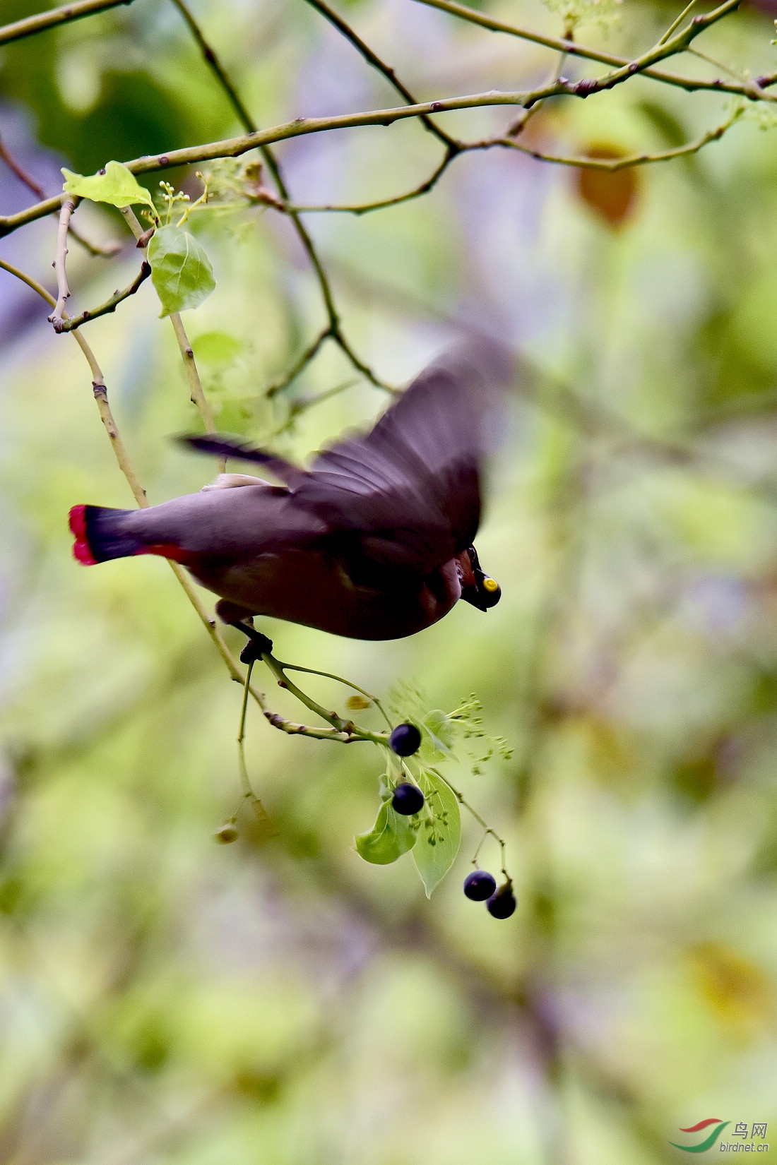 DSC_1146.JPG