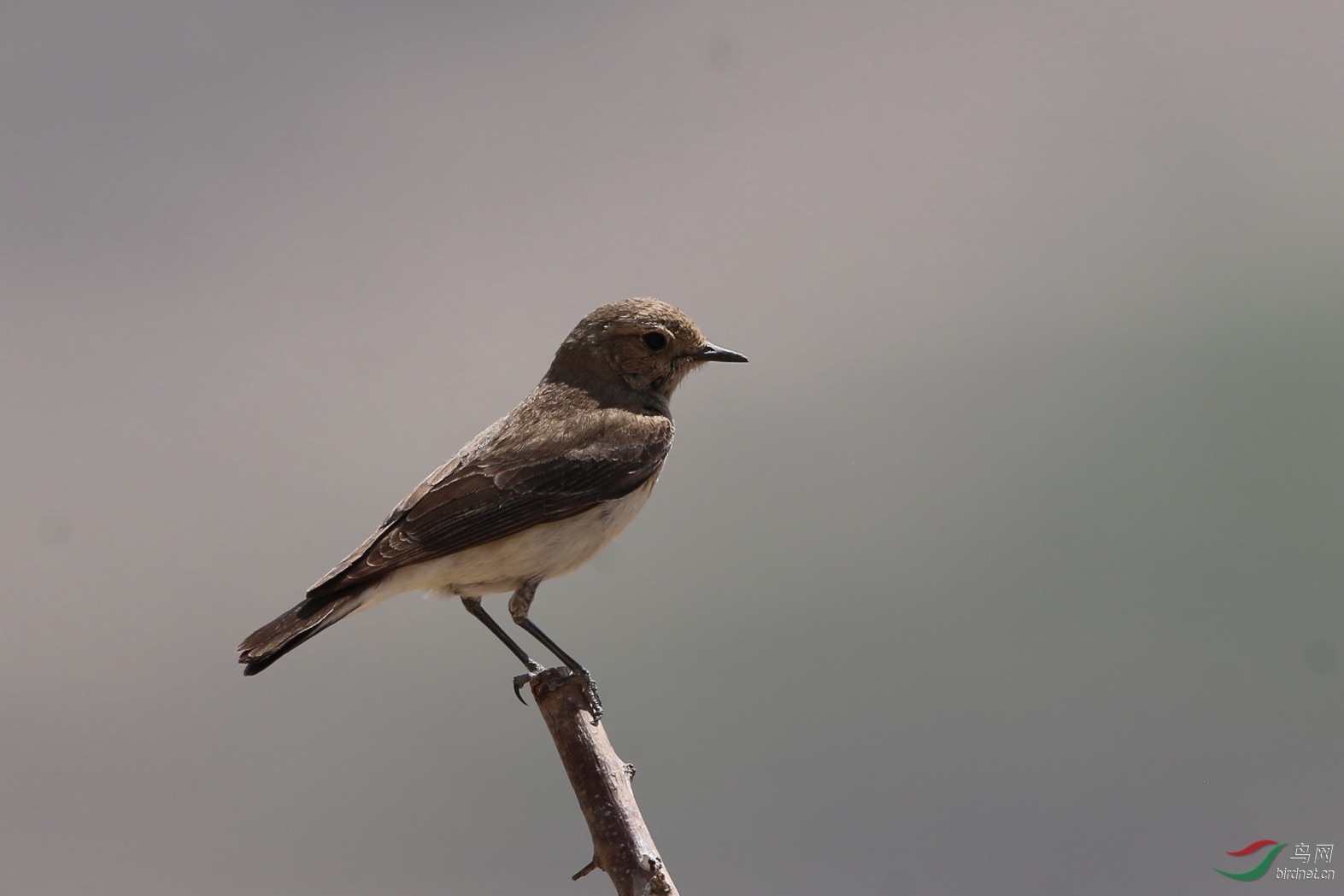 �׶�䳭������