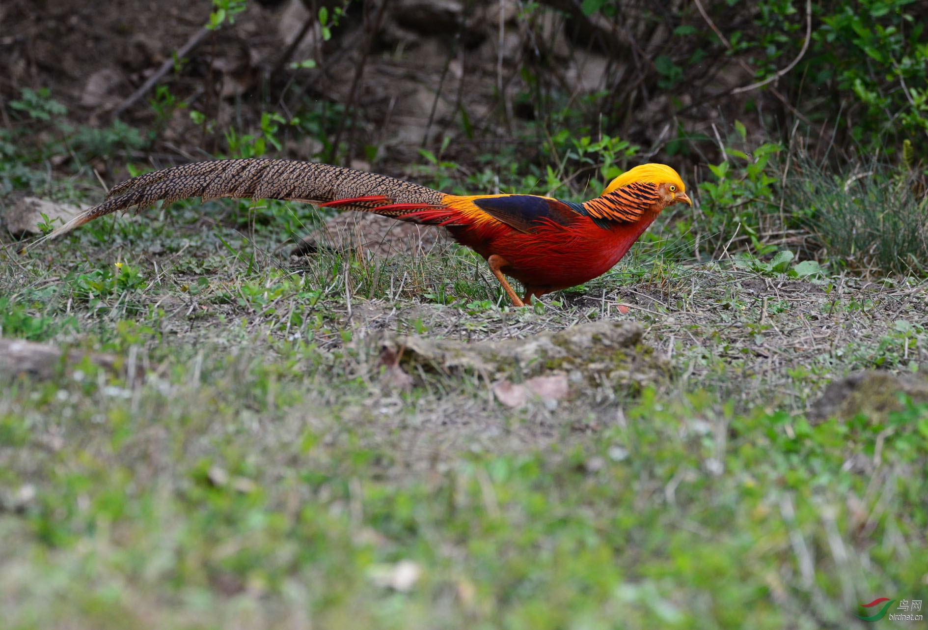DSC_4419.JPG
