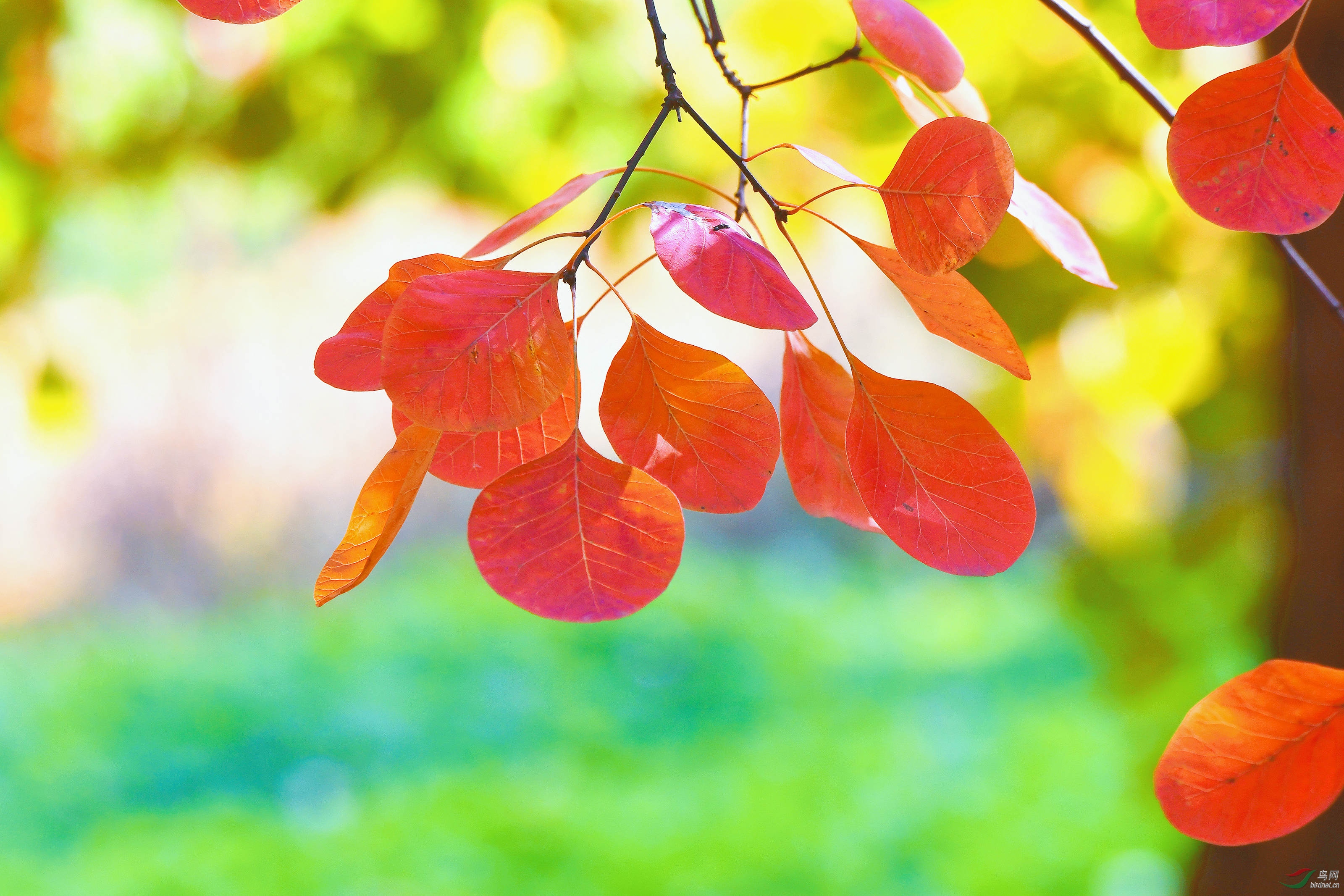 WeChat Image_20201115082712.jpg