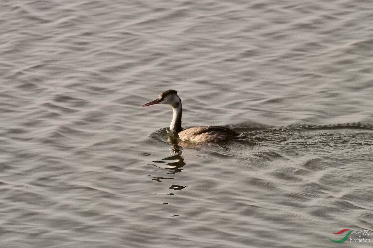 ��ͷ䴙�û��ǽ�䴙��