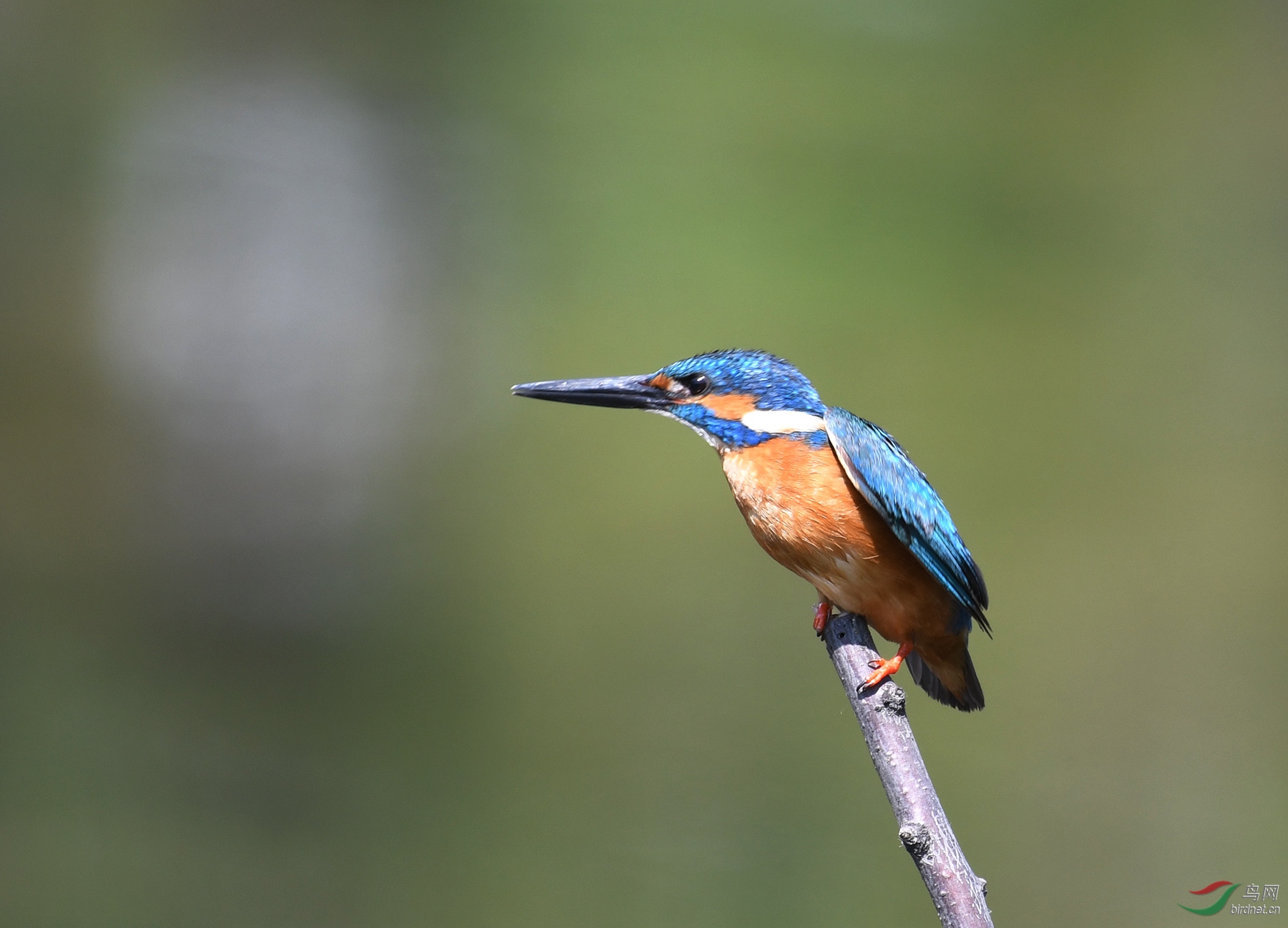 ������Ӱ 6386����.jpg