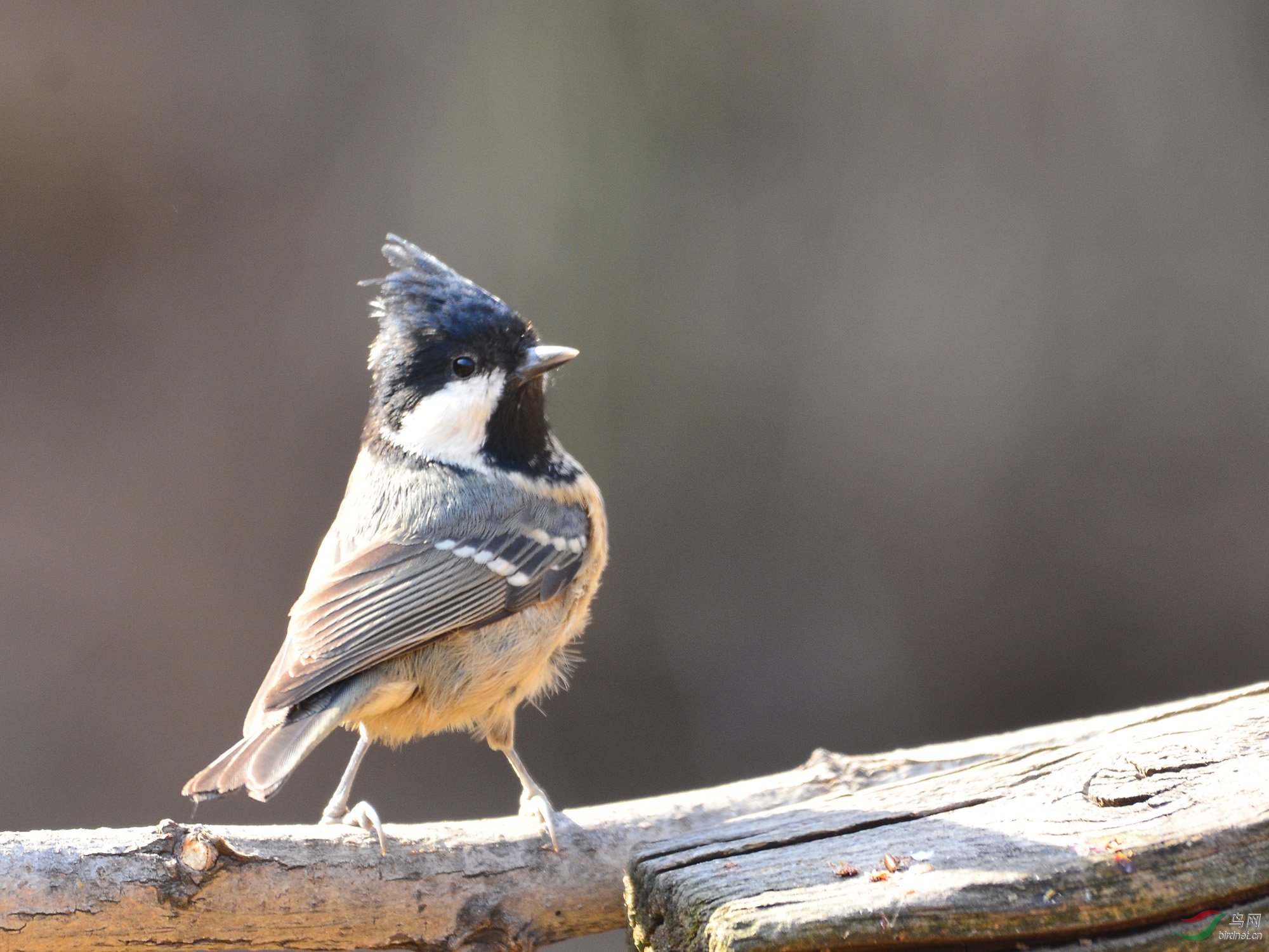 ������Ӱ 1861����.jpg