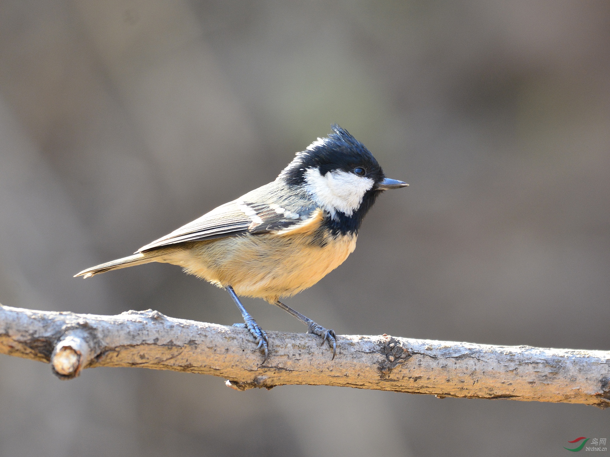 ������Ӱ 1968����.jpg