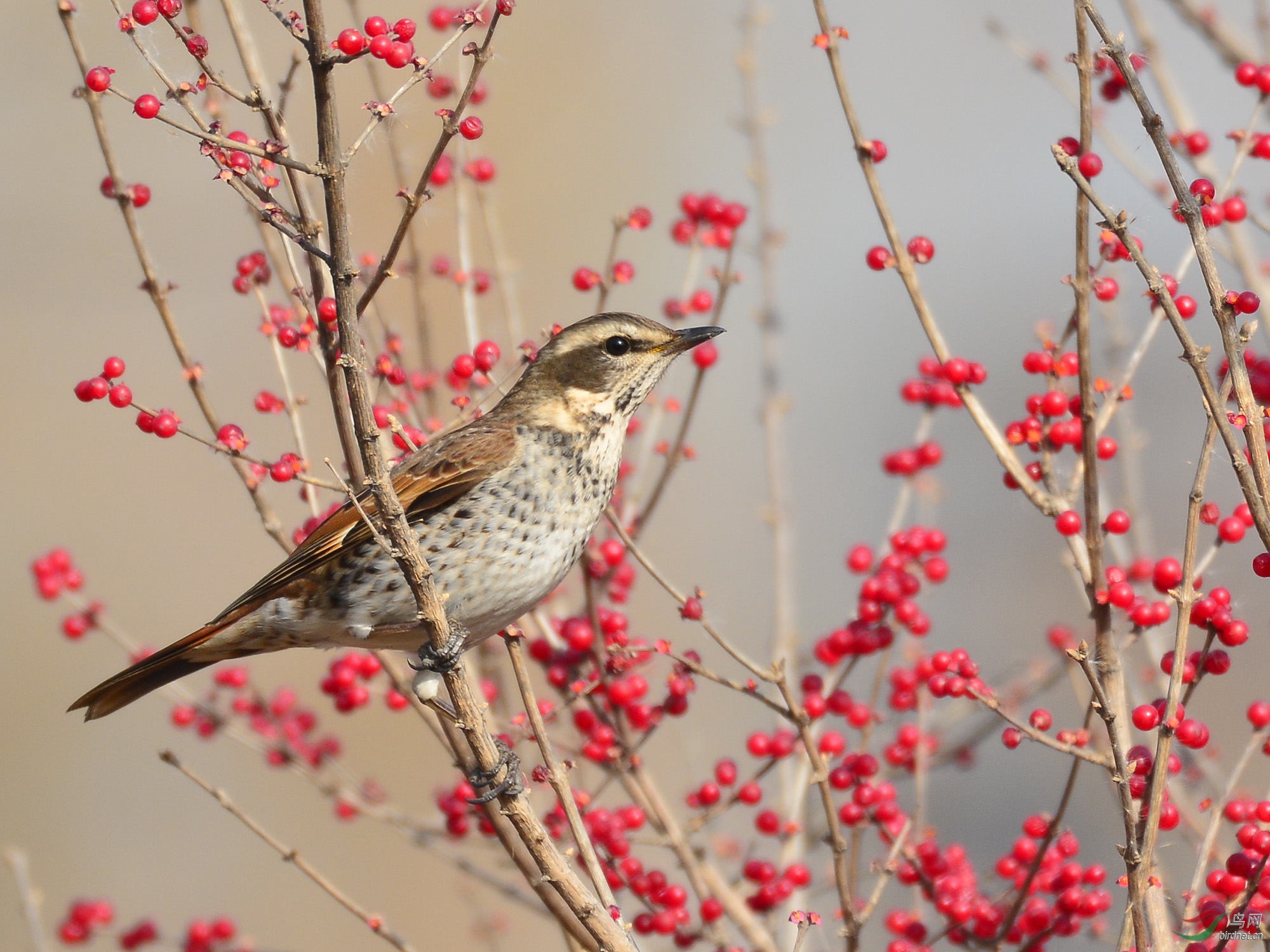 ������Ӱ 560����.jpg