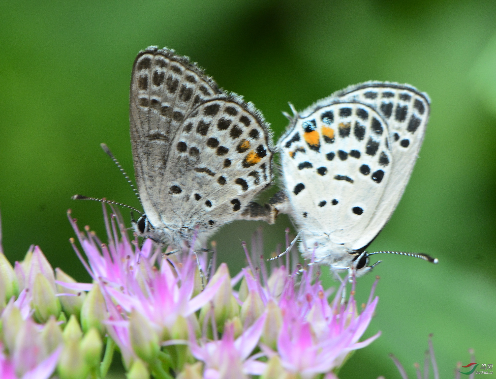 ������Ӱ 652����.jpg