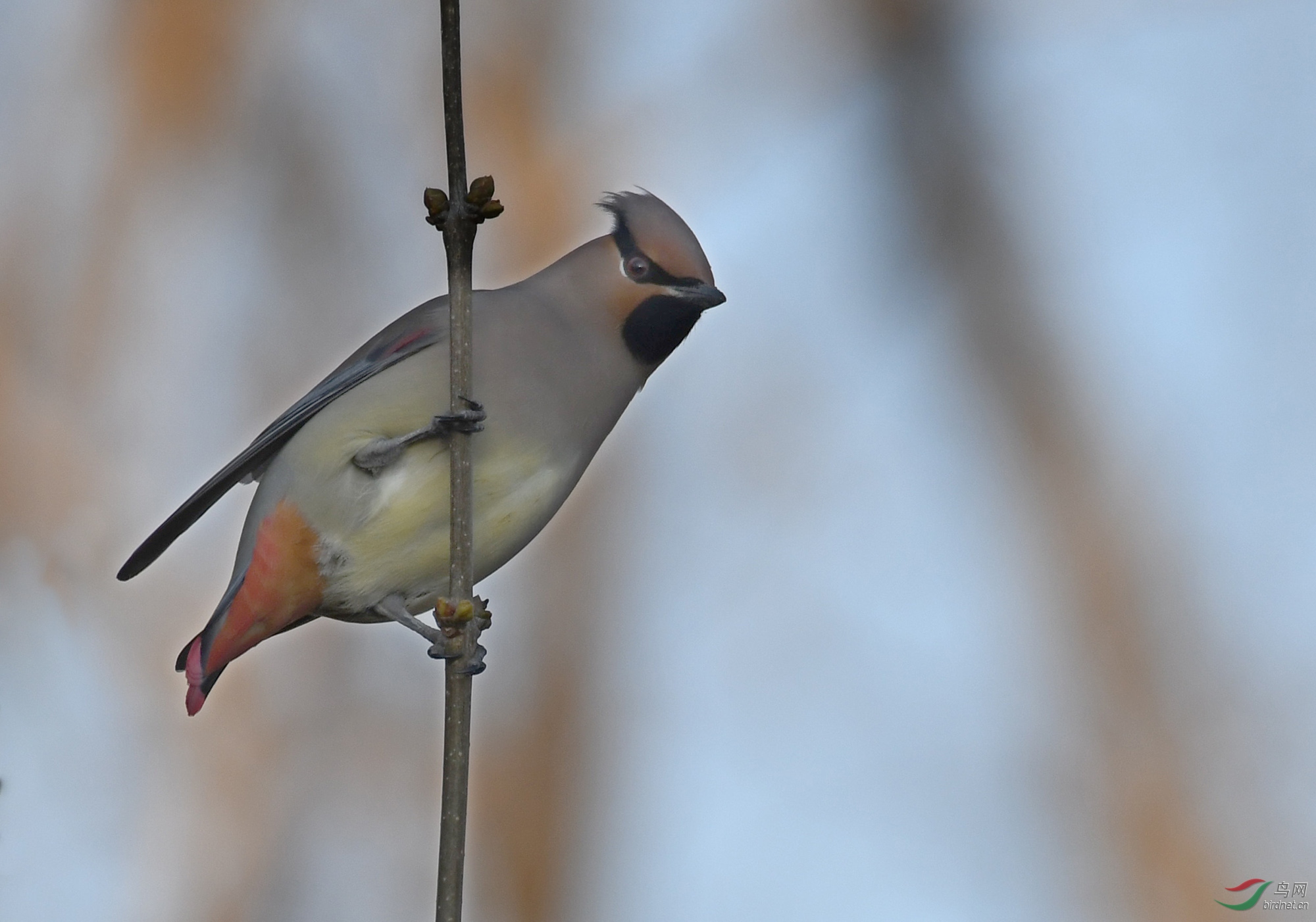 ������Ӱ 972����.jpg