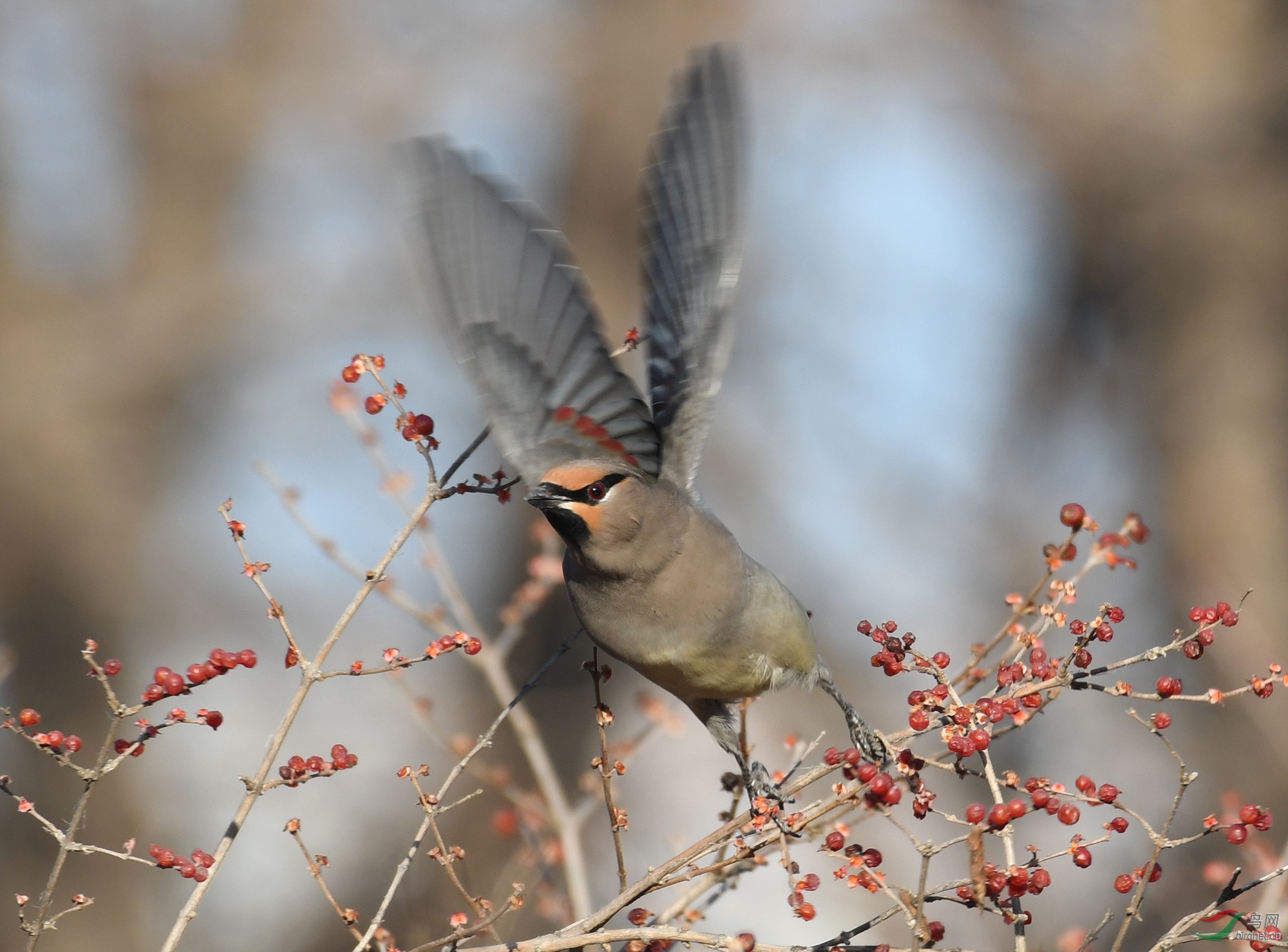 ������Ӱ 1055����.jpg