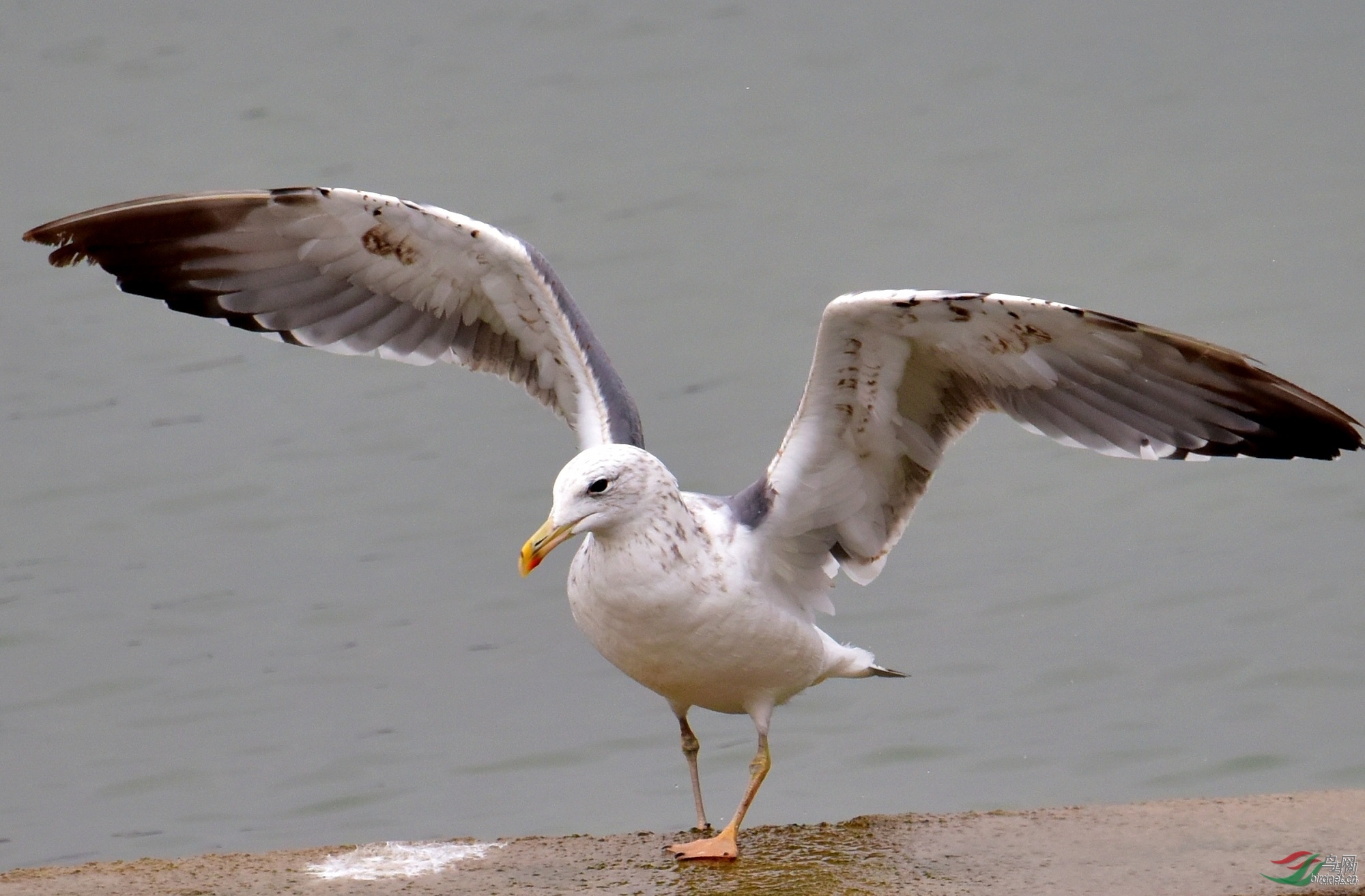 ��ͷ��69 -1500.jpg