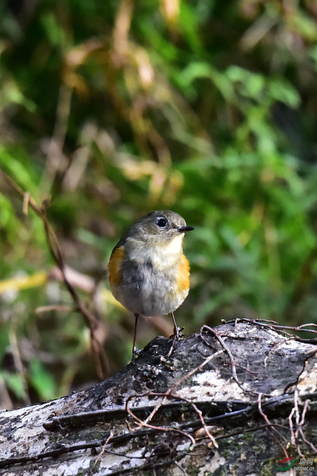 DSC_1002.JPG