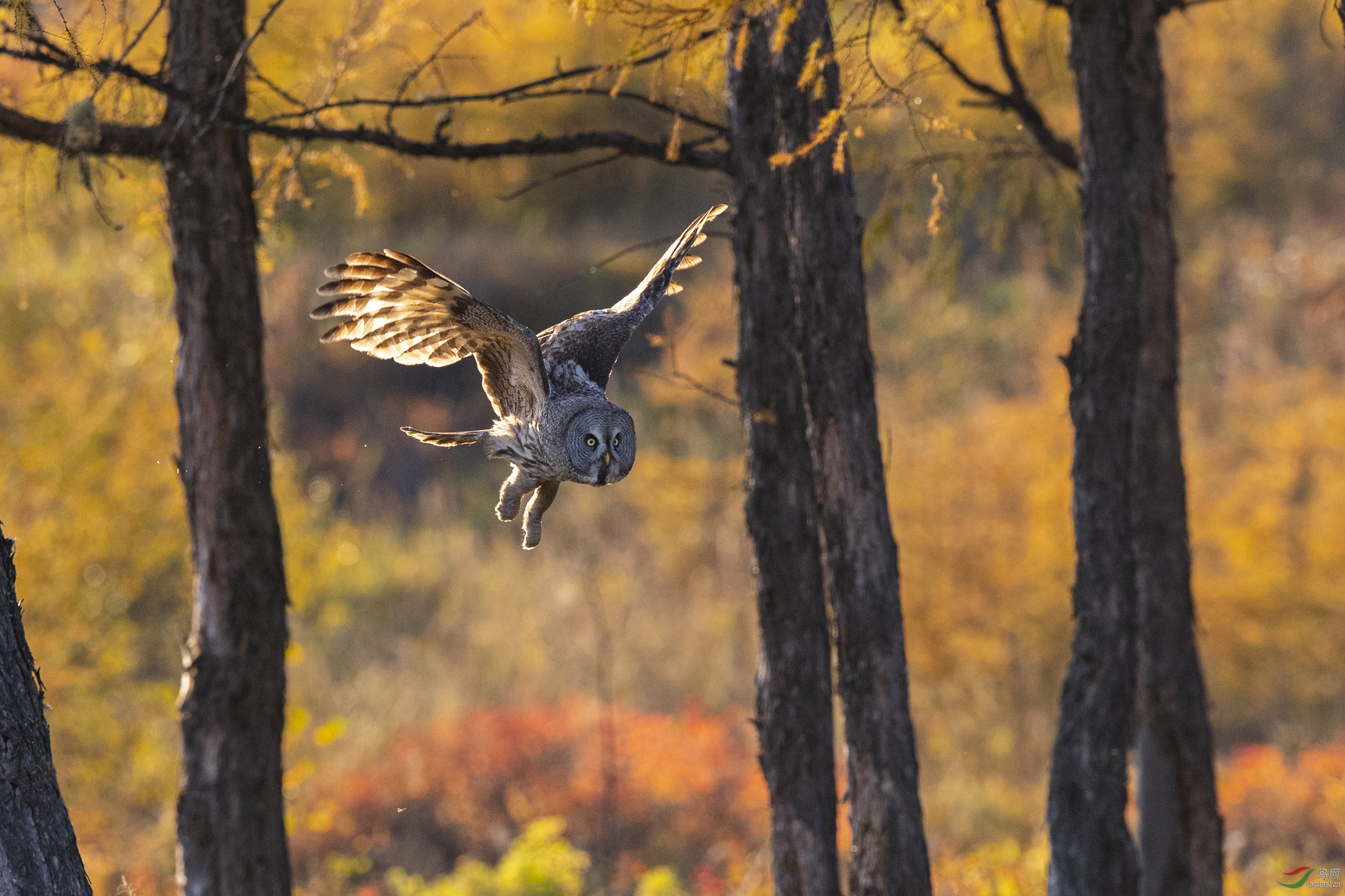 _ND67359-2.jpg