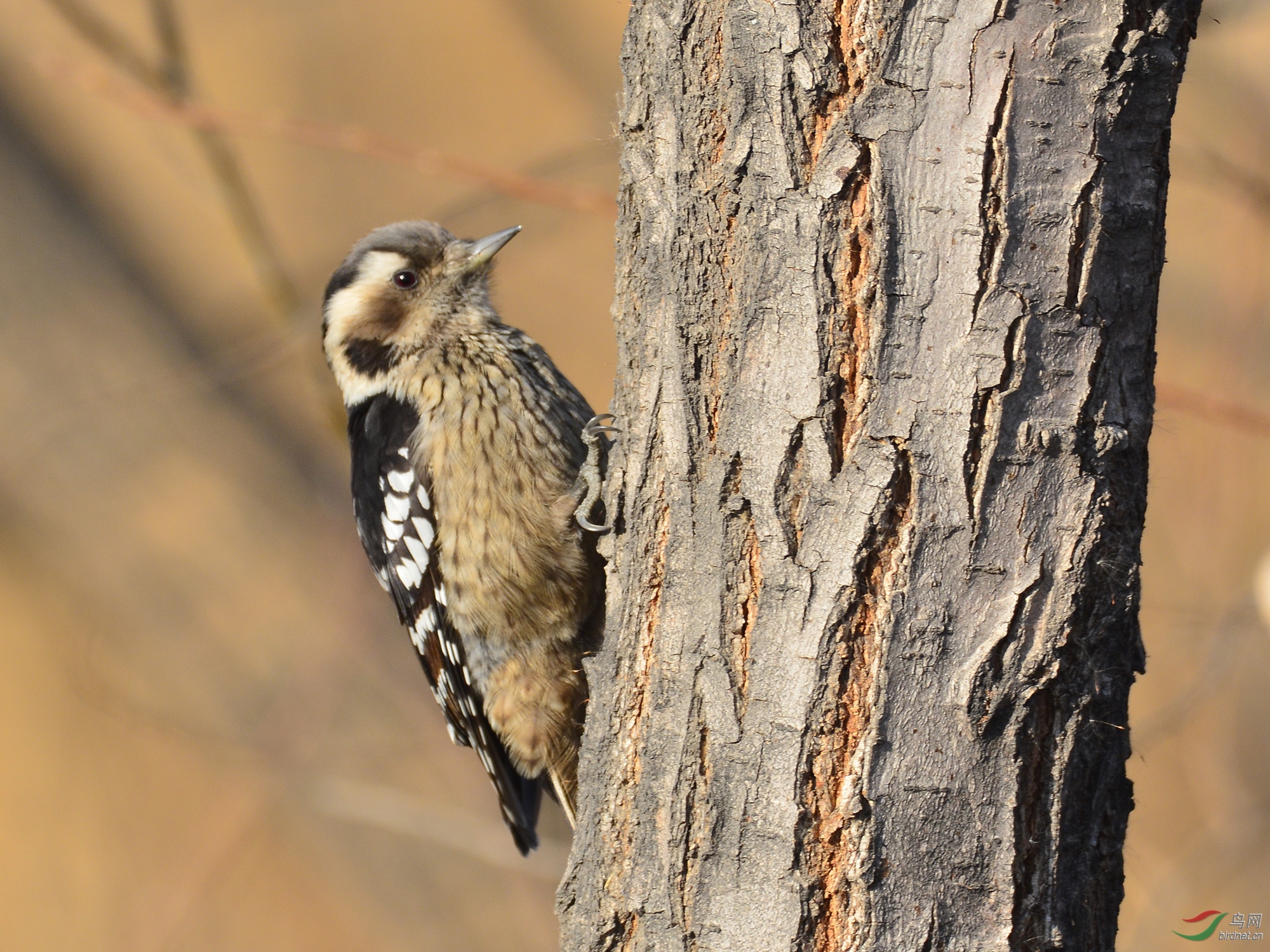 ������Ӱ 413����.jpg