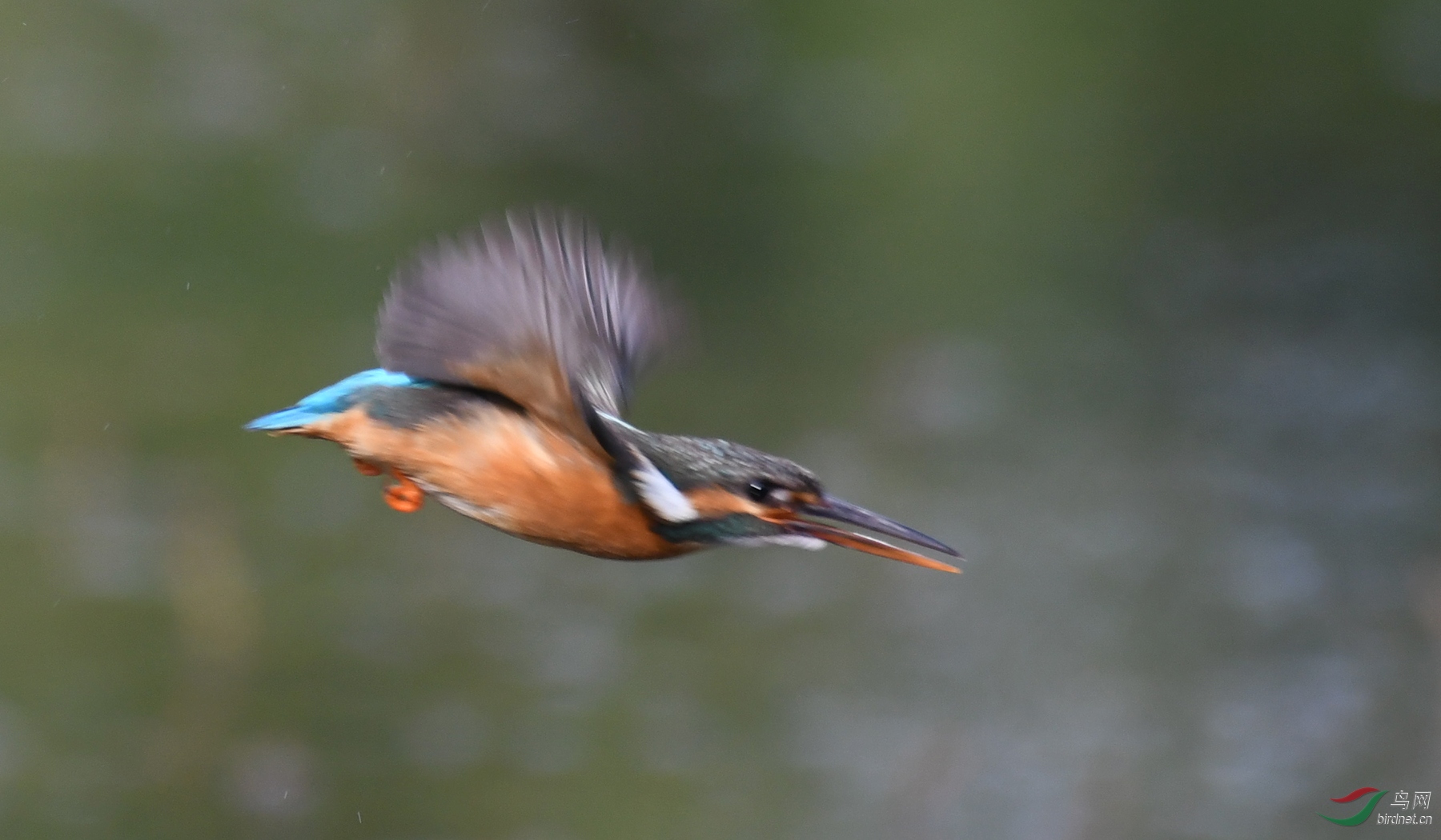 ������Ӱ 5981����.jpg