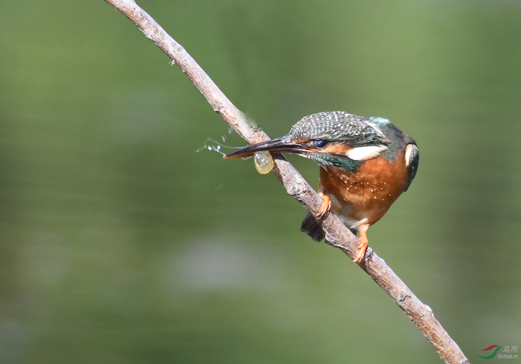 ������Ӱ 6001����.jpg