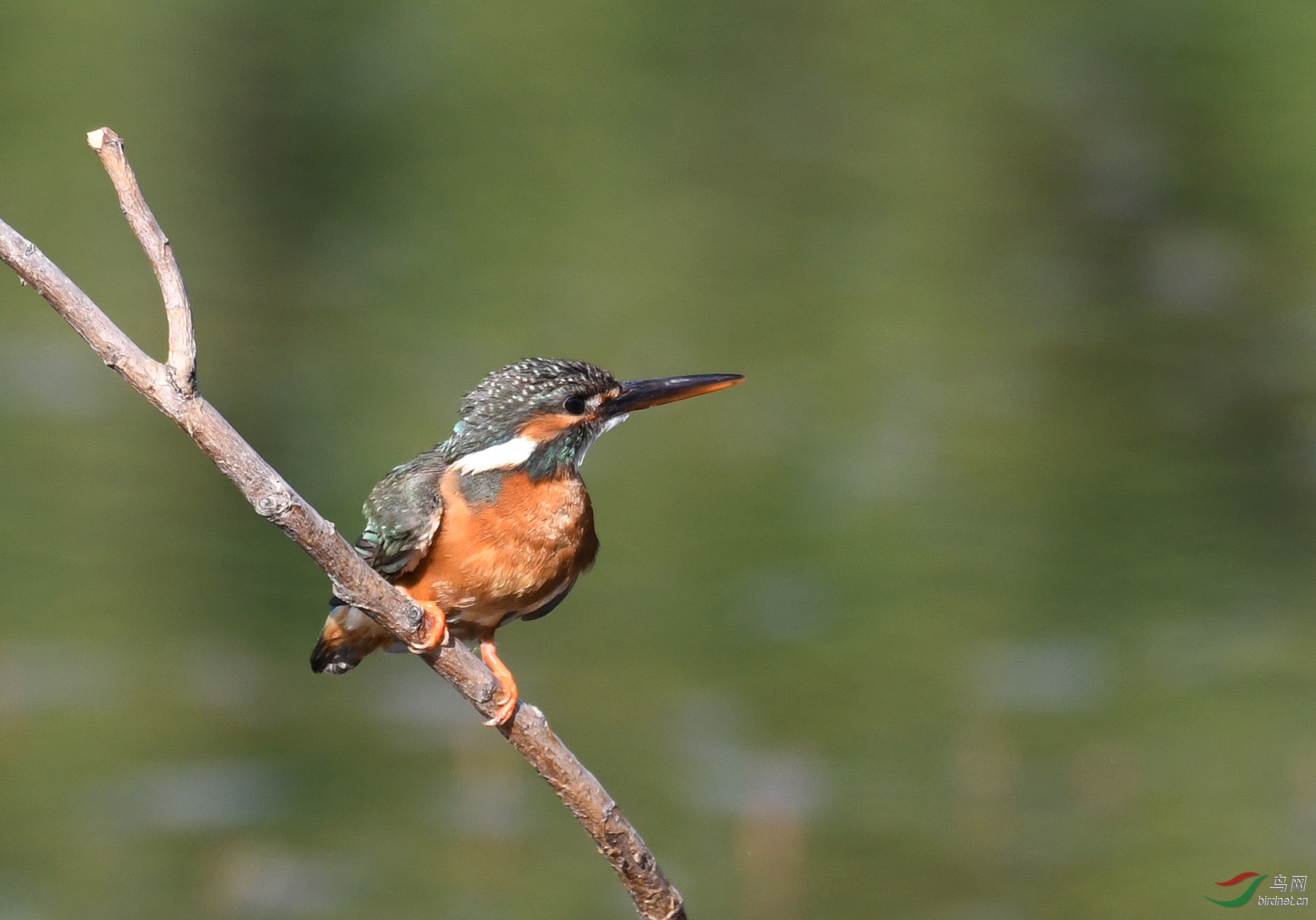 ������Ӱ 6253����.jpg