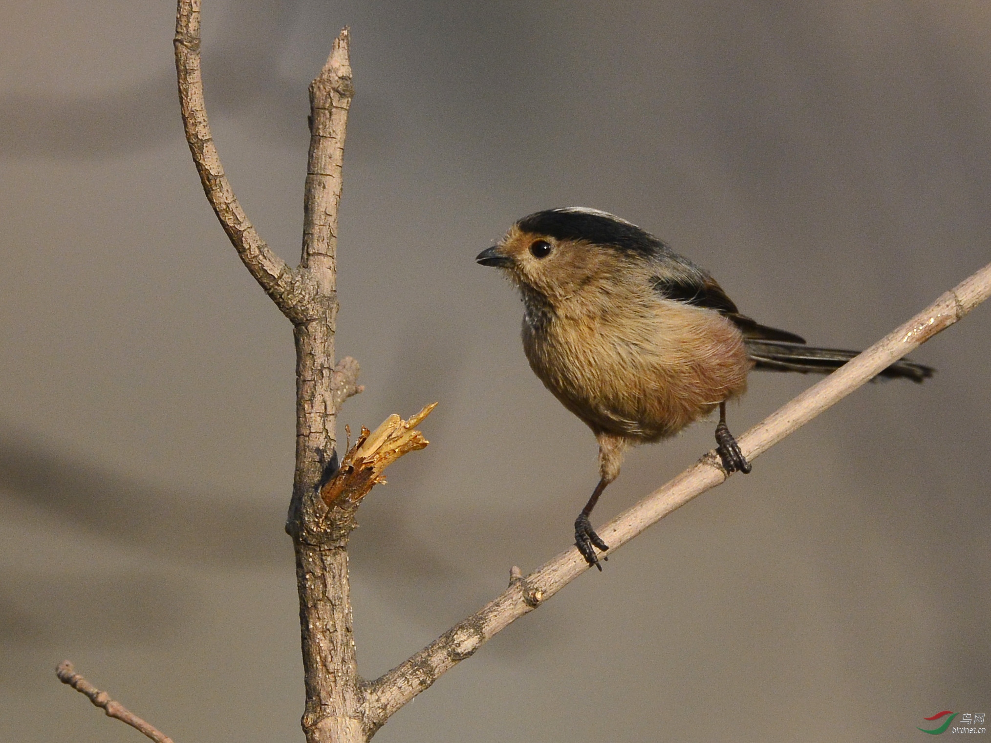 ������Ӱ 1983����.jpg