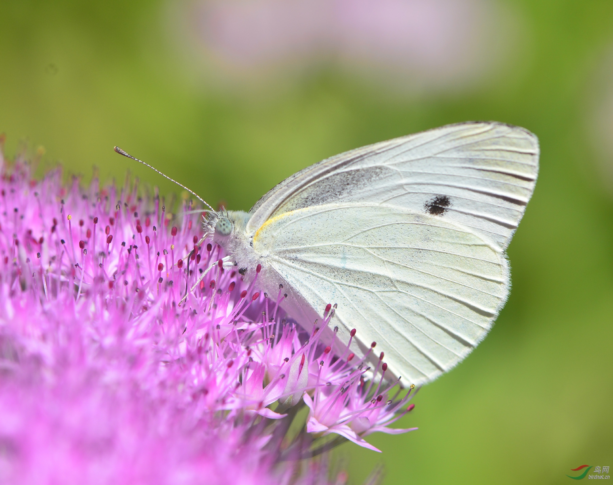 ������Ӱ 258 ����.jpg