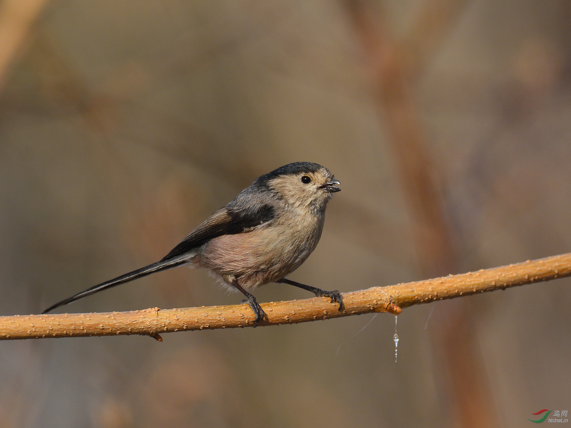 ������Ӱ 1819����.jpg