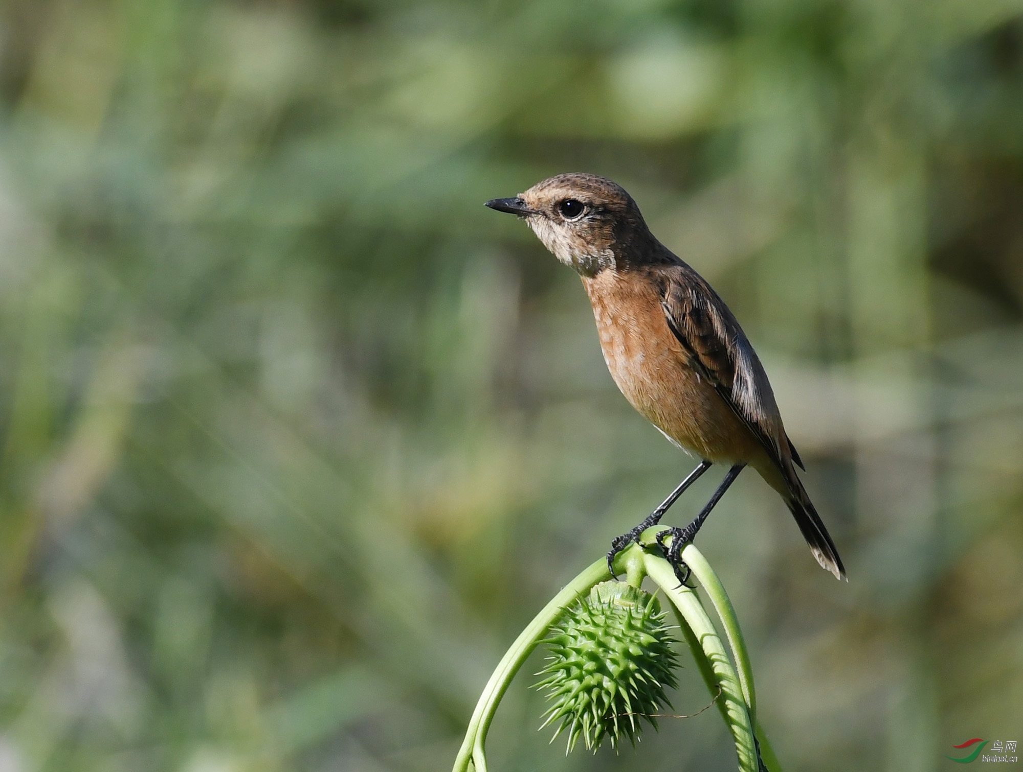 ������Ӱ 1061����.jpg