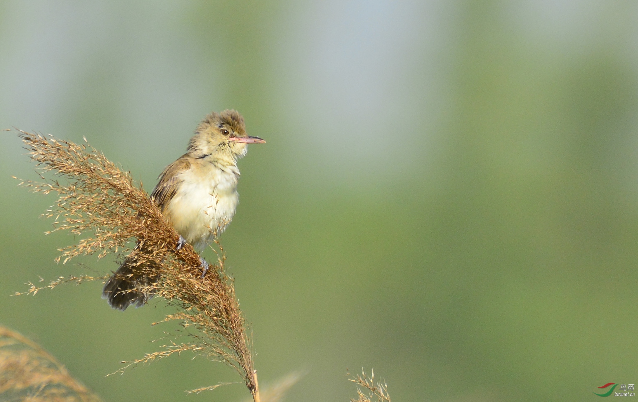 ������Ӱ 266����.jpg