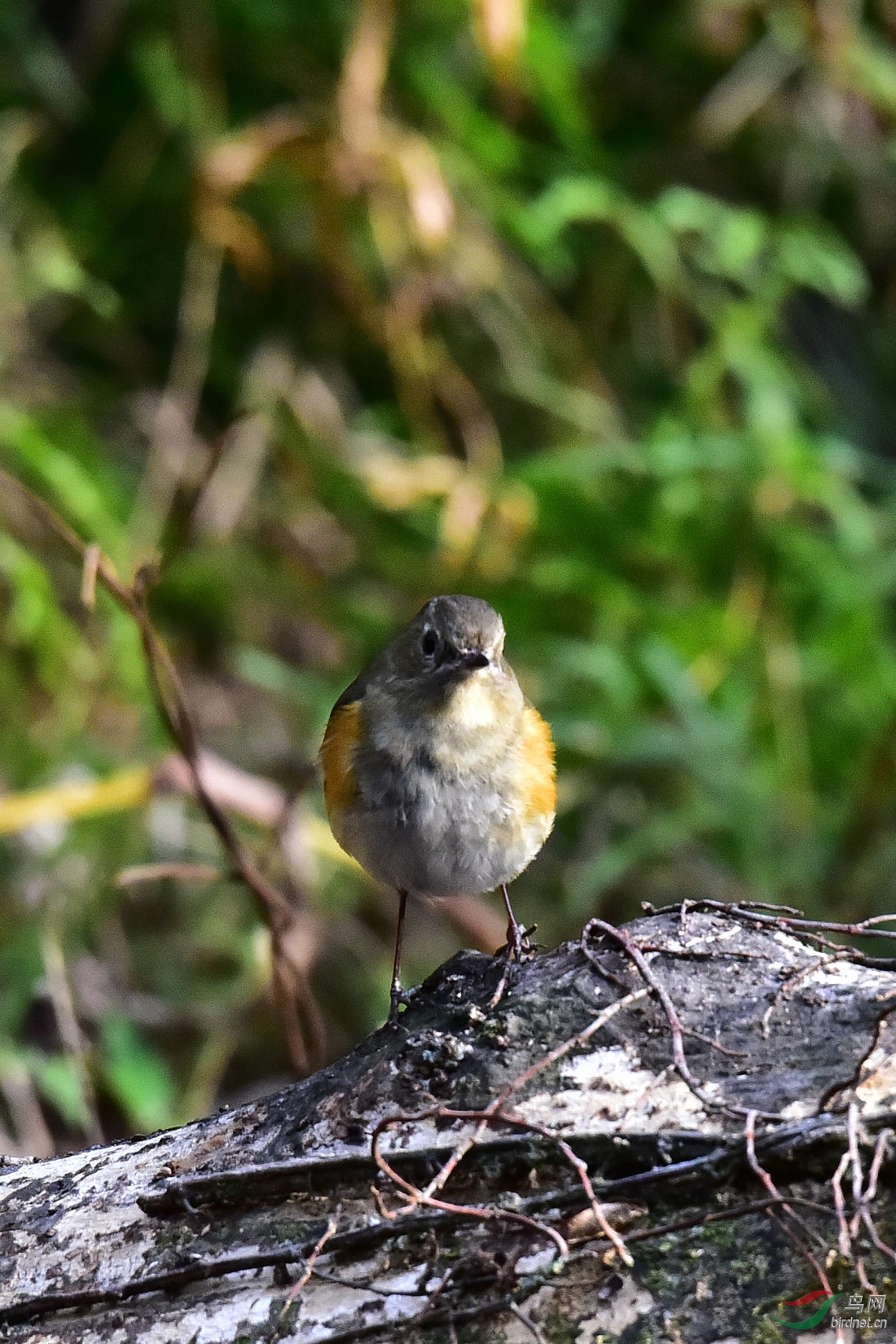 DSC_1003.JPG