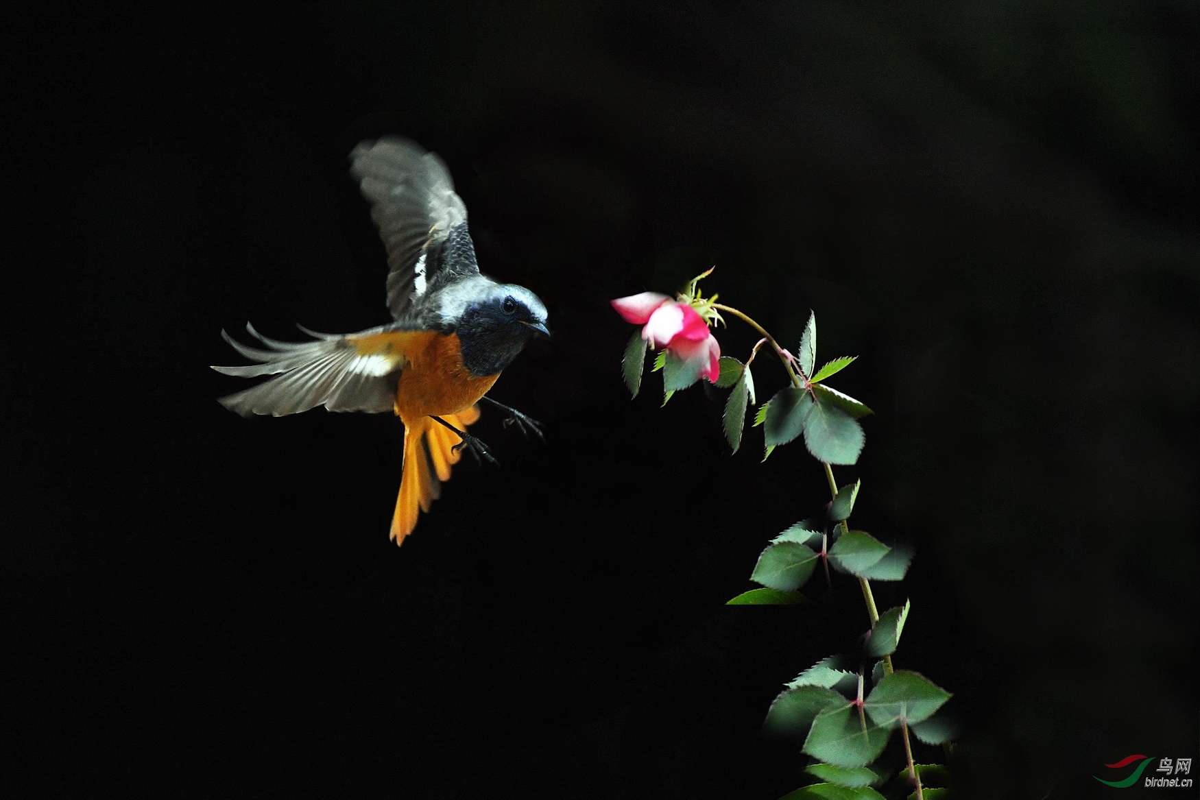 DSC_5216AB.jpg