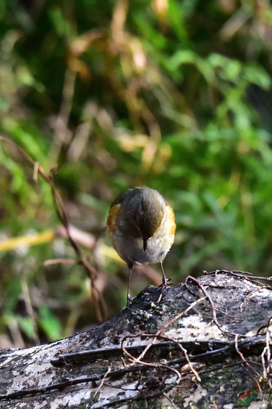 DSC_1005.JPG