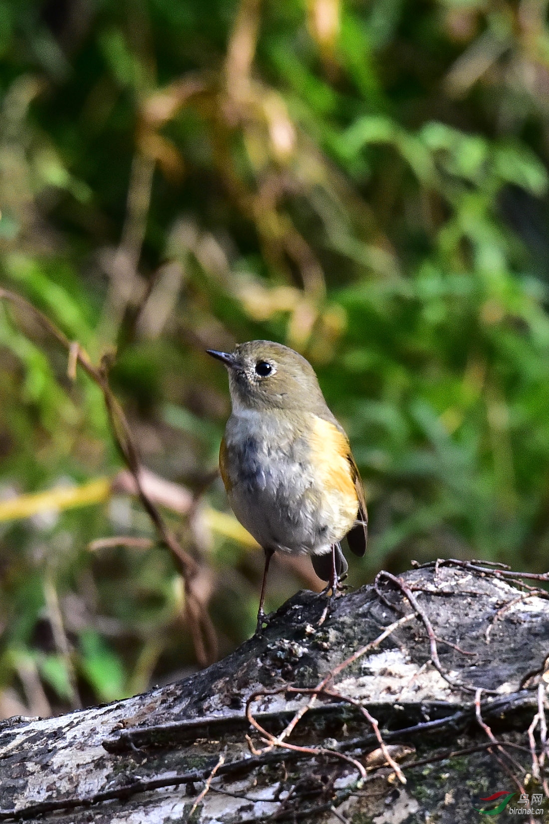 DSC_1006.JPG