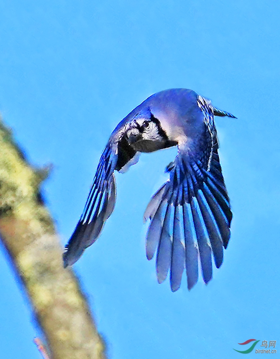 久违了,冠蓝鸦.