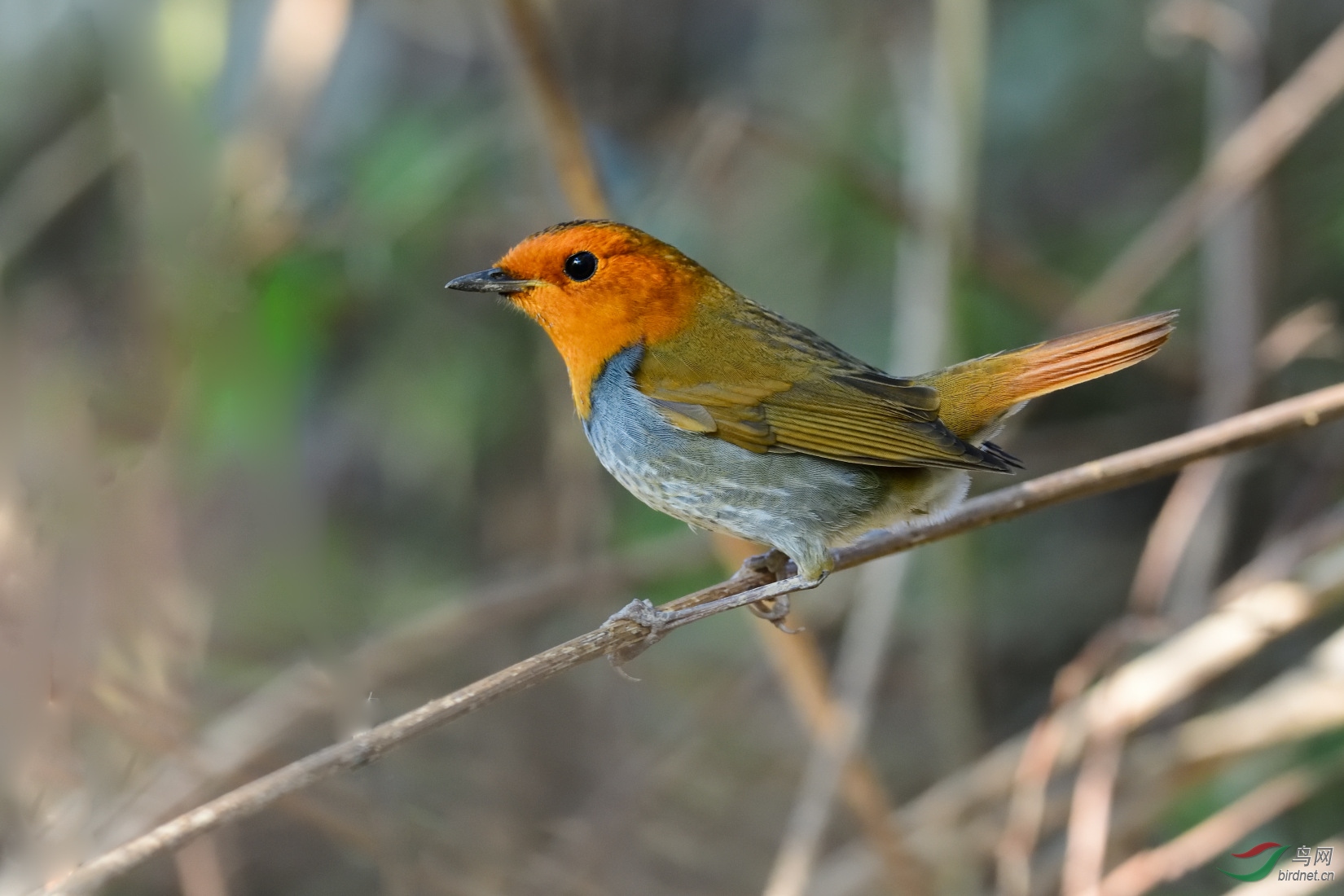 DSC_9049_00001.jpg