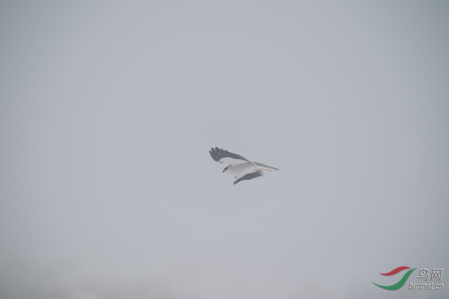 DSC00799.jpg