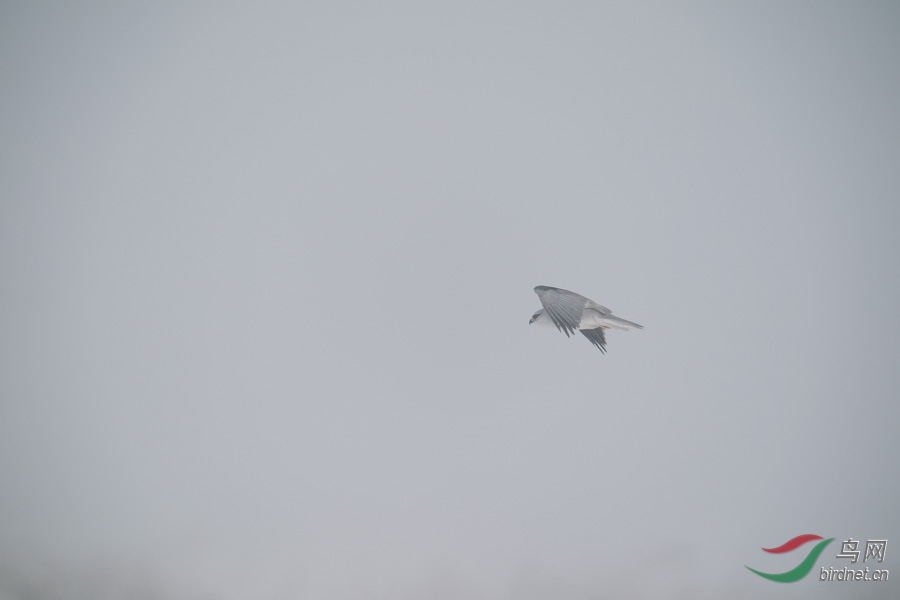DSC00796.jpg