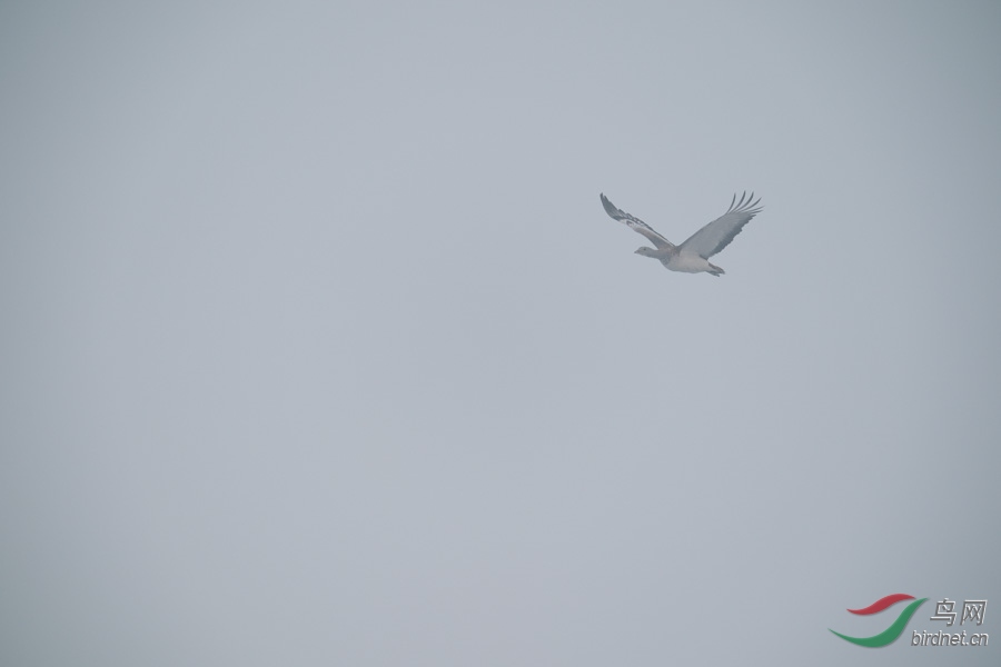 DSC00752.jpg