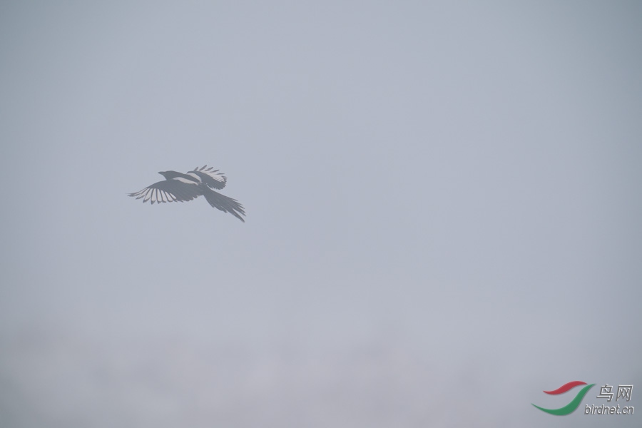 DSC00732.jpg