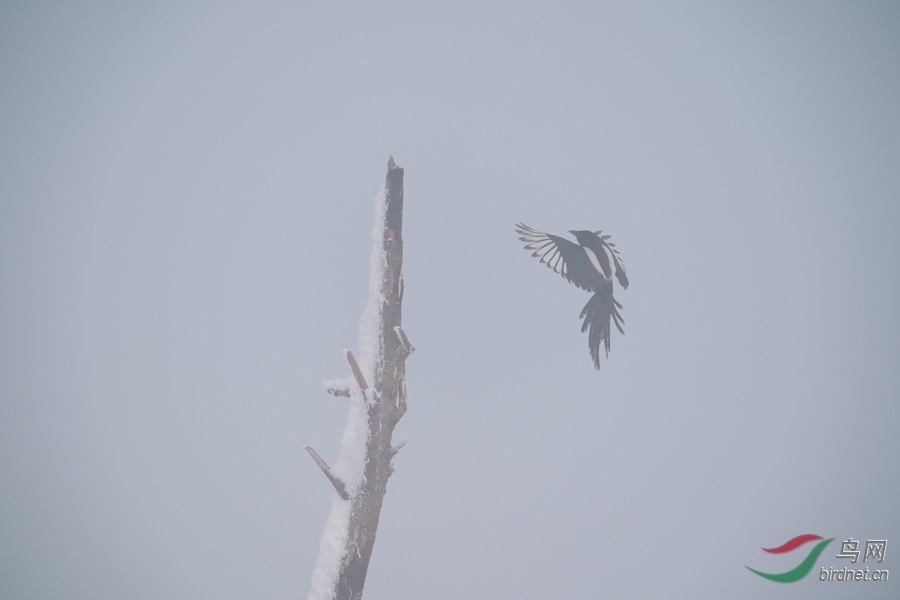 DSC00739.jpg
