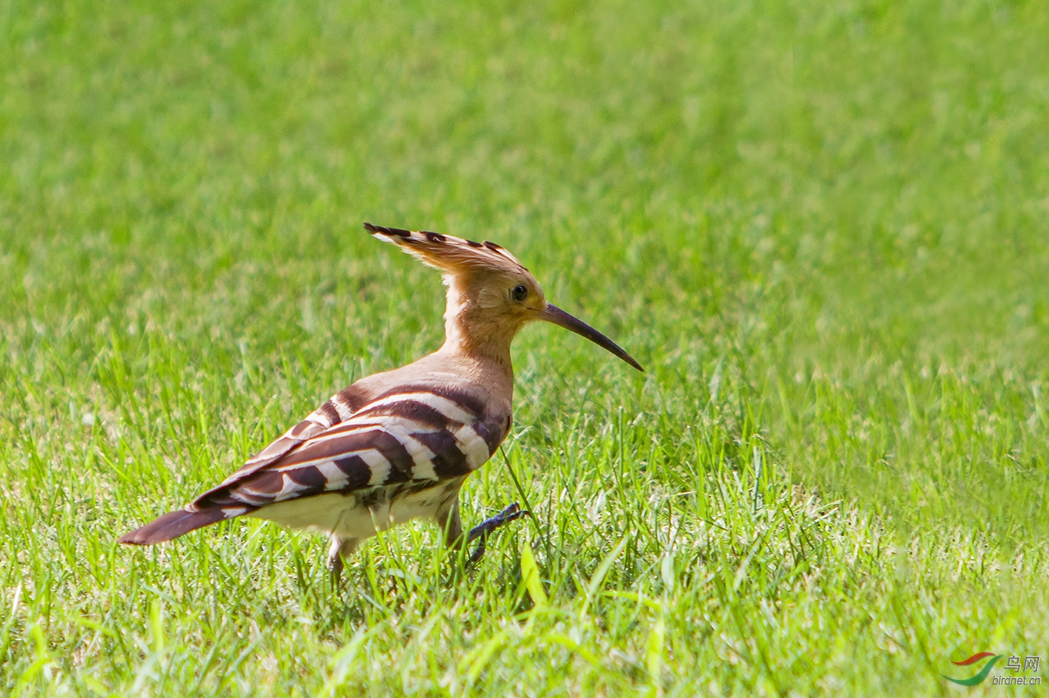 ��ʤ��_MG_0540-01