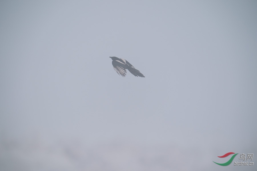 DSC00734.jpg