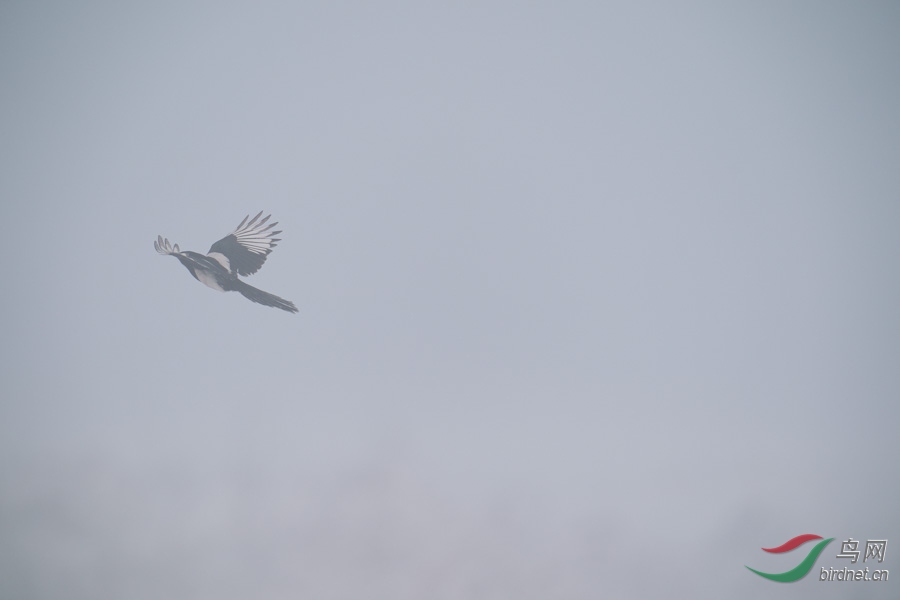 DSC00731.jpg