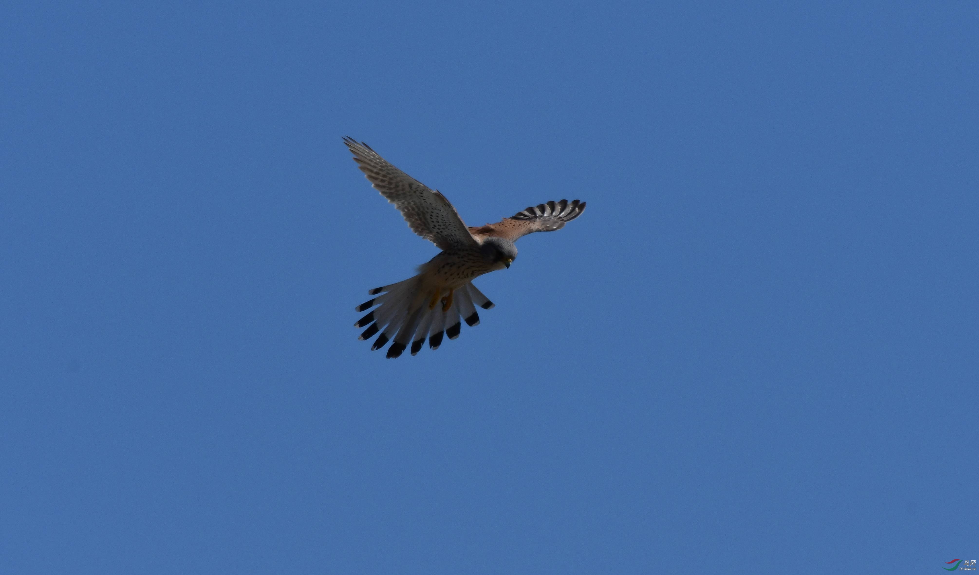 DSC_7595_����.jpg