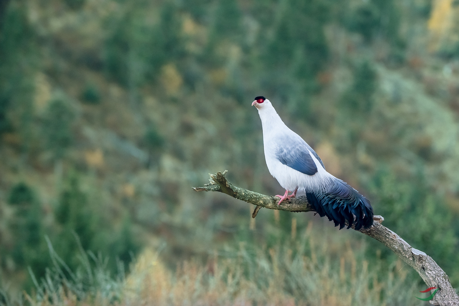 _DSC4965.jpg1.jpg