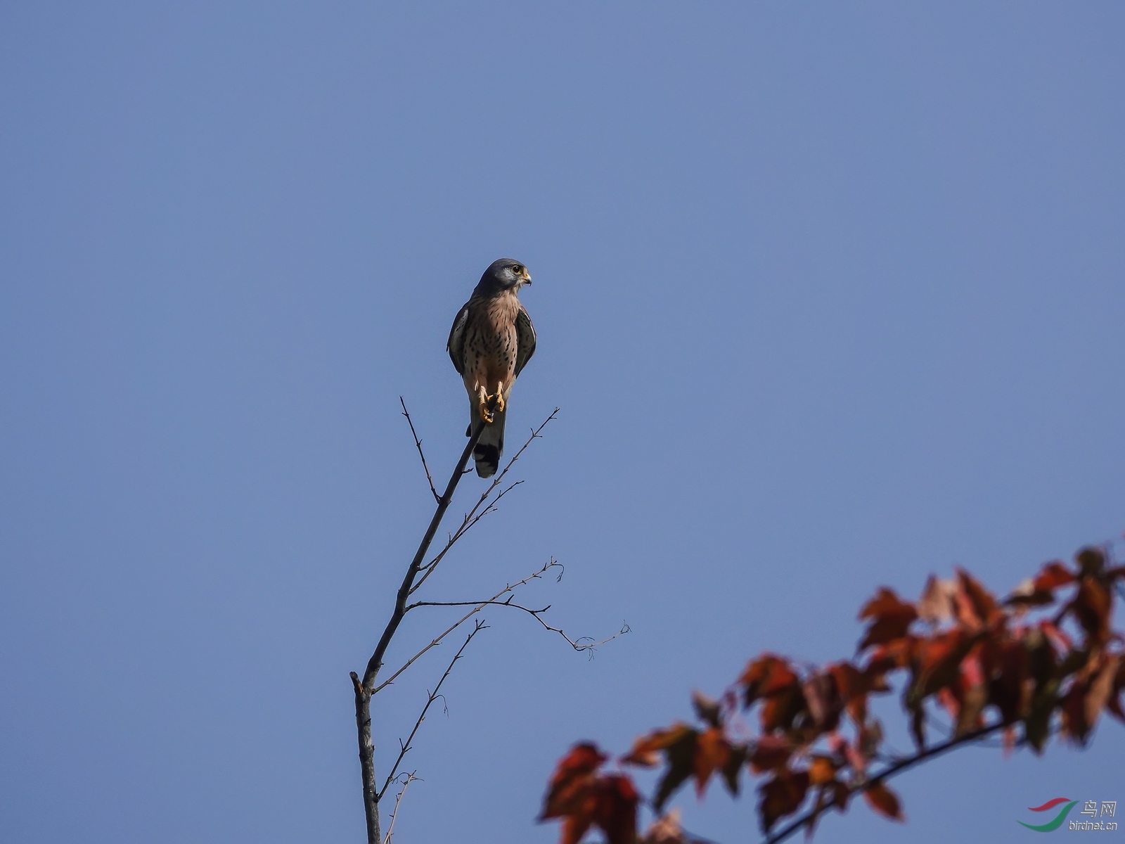 DSC08193ab.jpg
