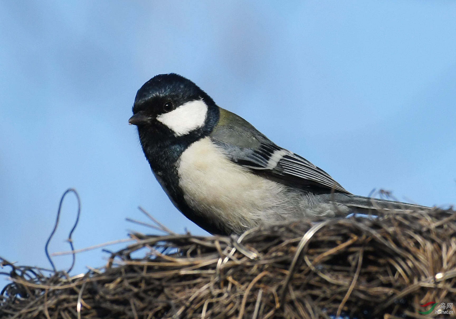 ������Ӱ 1083����.jpg